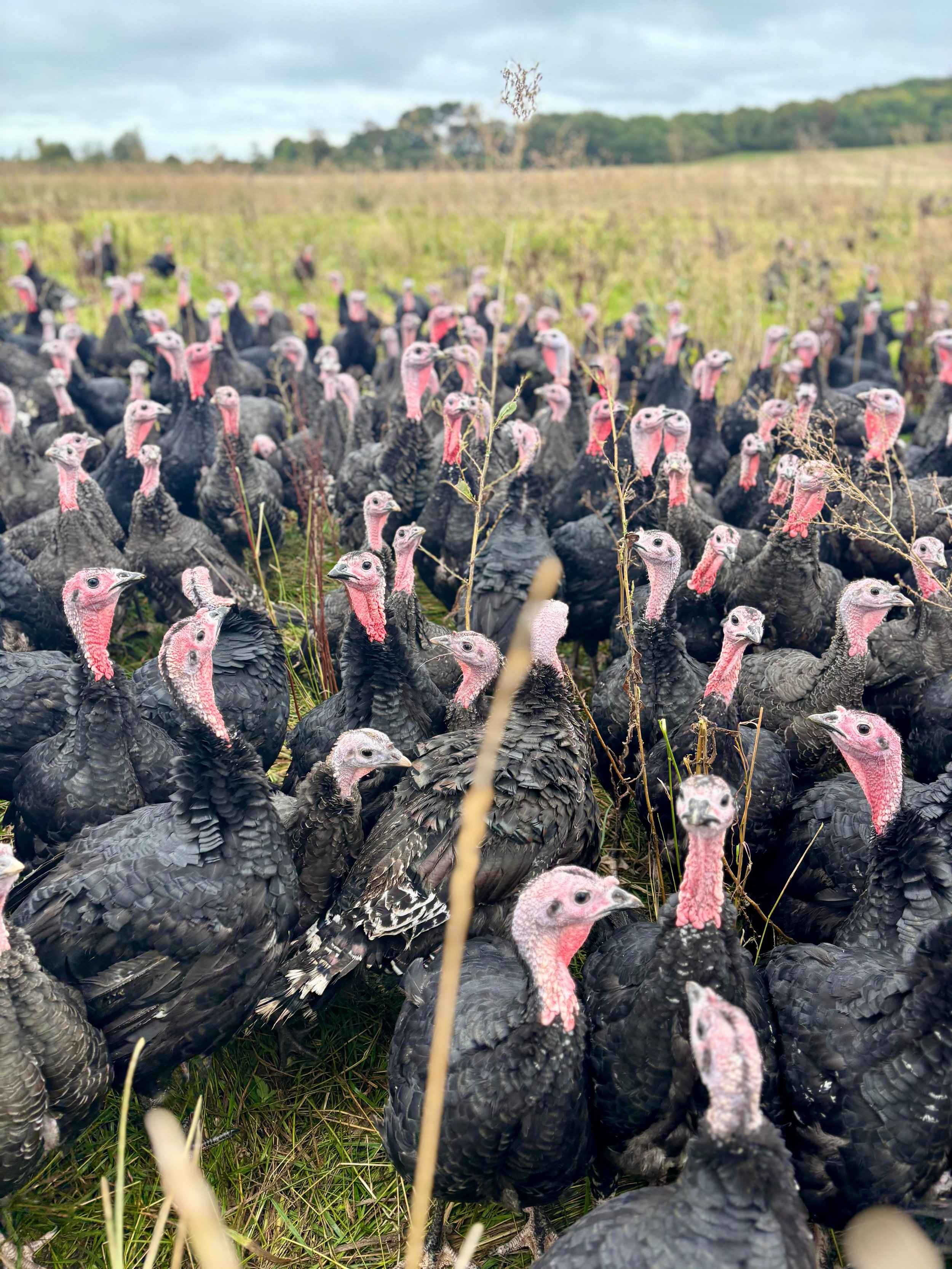 Starveall Turkeys 1.jpg