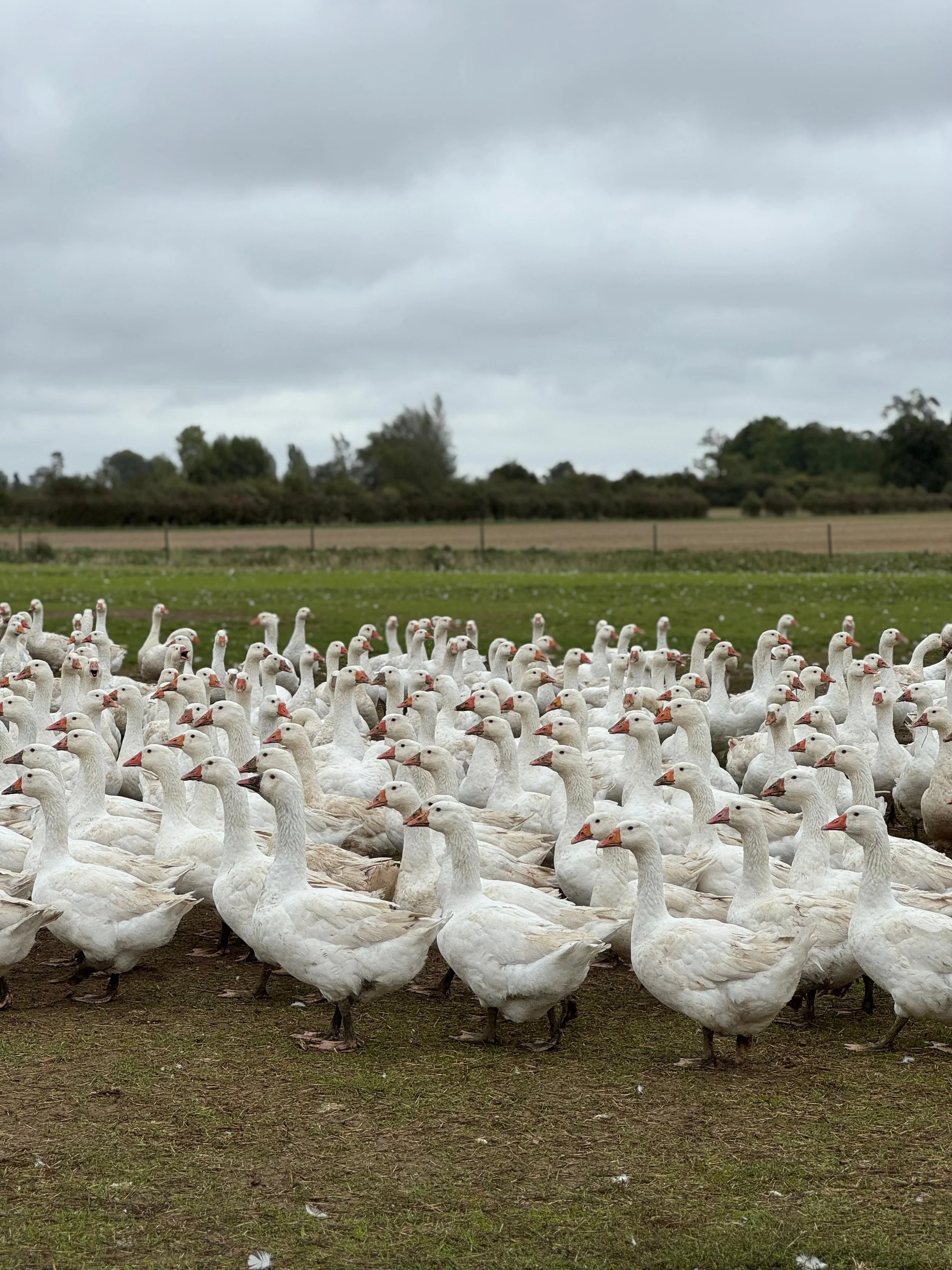 Starveall Turkeys 8.jpg