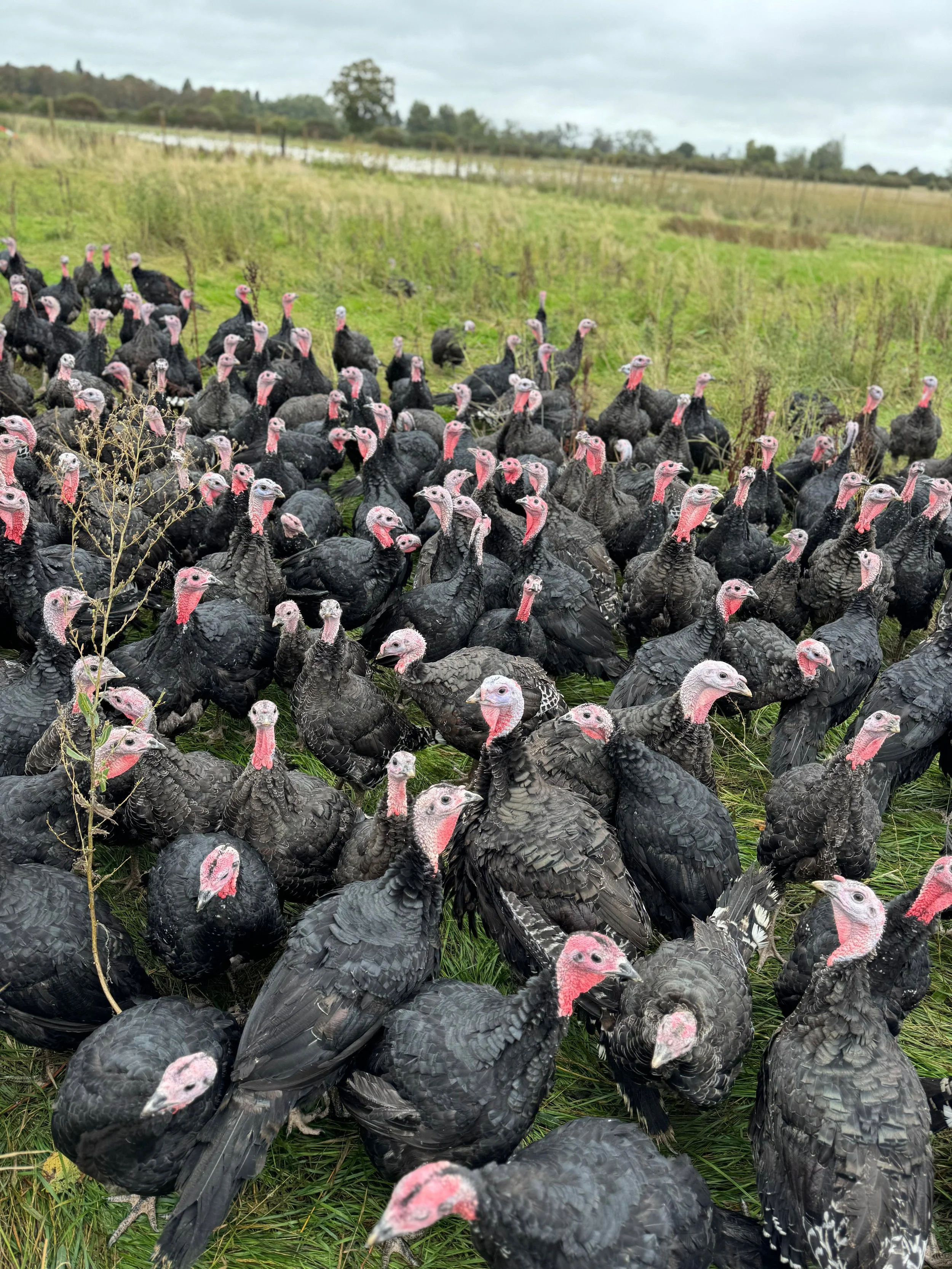 Starveall Turkeys 9.jpg