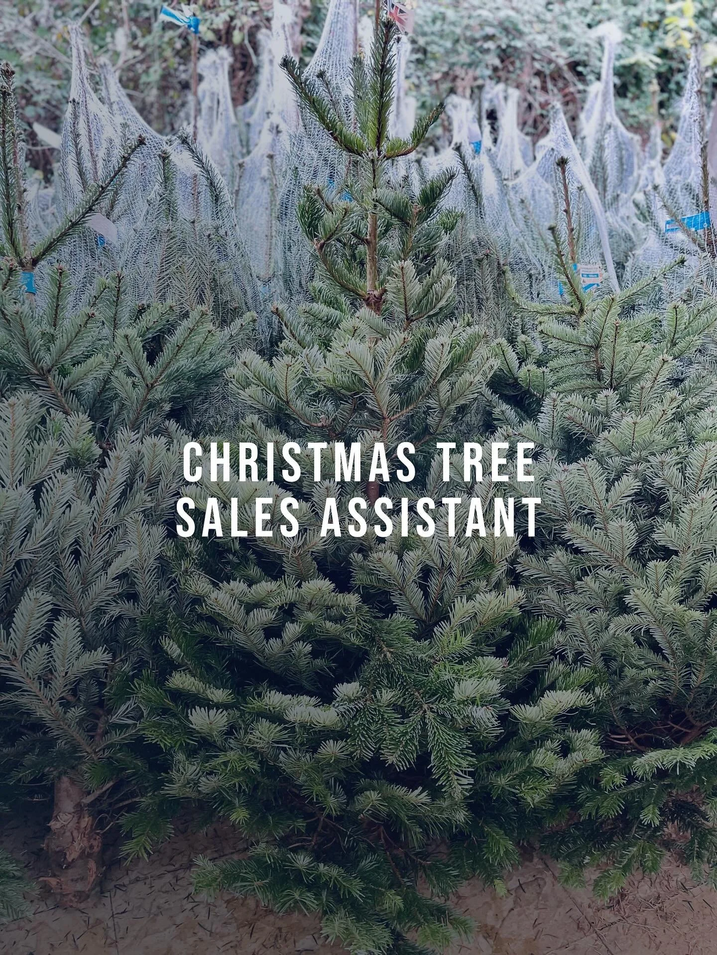 🎄We&rsquo;re Hiring!🎄

Seasonal Christmas Tree Sales Assistant, Cobbs at Winchester. 

Love Christmas? Enjoy spreading festive cheer? We&rsquo;re looking for a seasonal worker to join our team and help our customers find their perfect Christmas tre