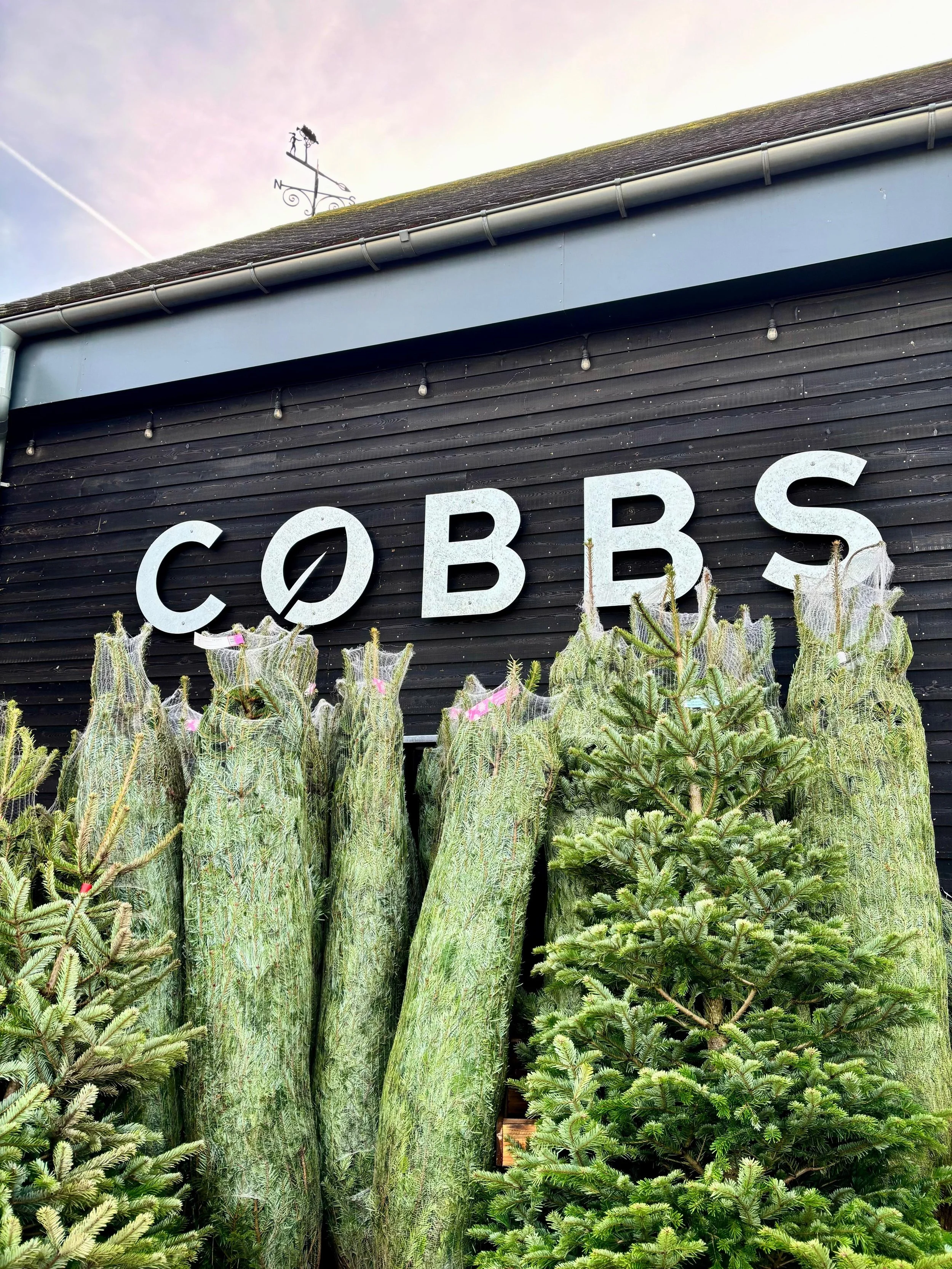 Traditional Christmas Trees: On Sale from Friday 28th November