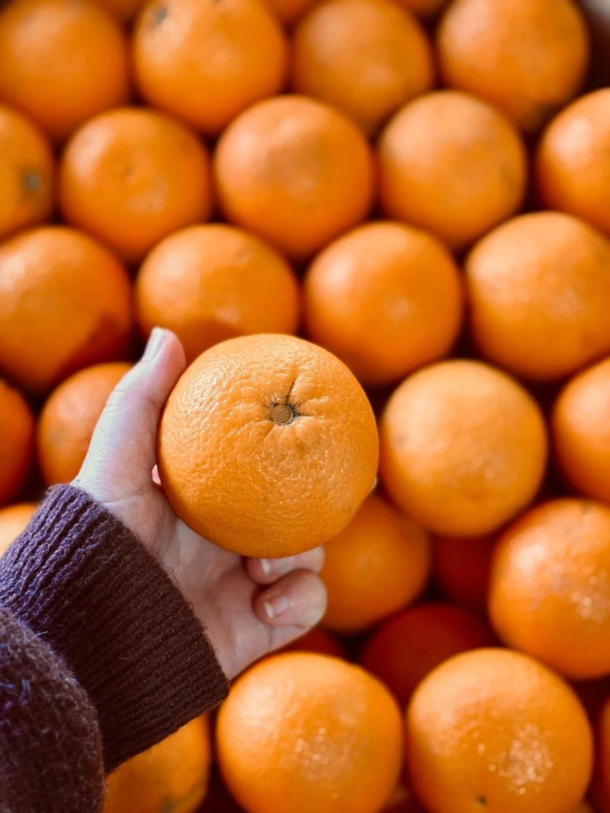 Seville Oranges 3.jpeg