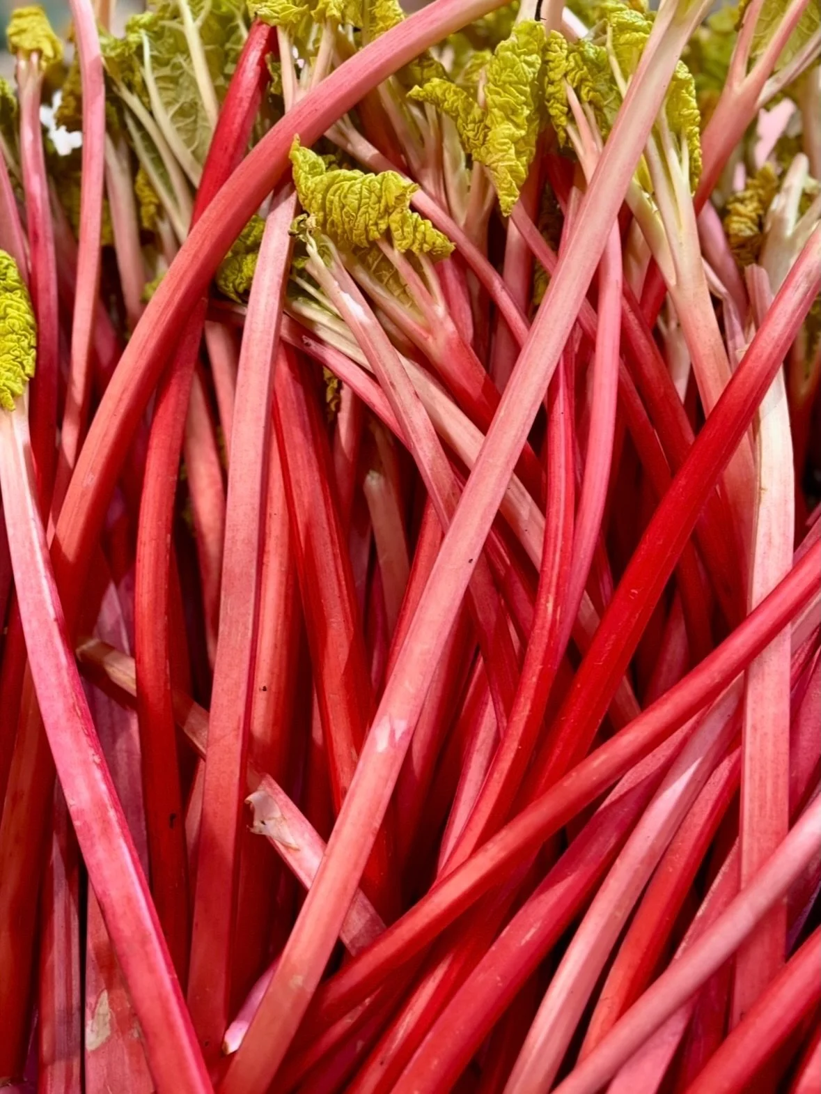 Yorkshire Forced Rhubarb🩷
 
Naturally vibrant, beautifully sweet, and unmistakably British - Yorkshire Forced Rhubarb is the perfect Valentine&rsquo;s dessert hero!
 
One of Britain&rsquo;s few foods with Protected Name status, it&rsquo;s grown by c