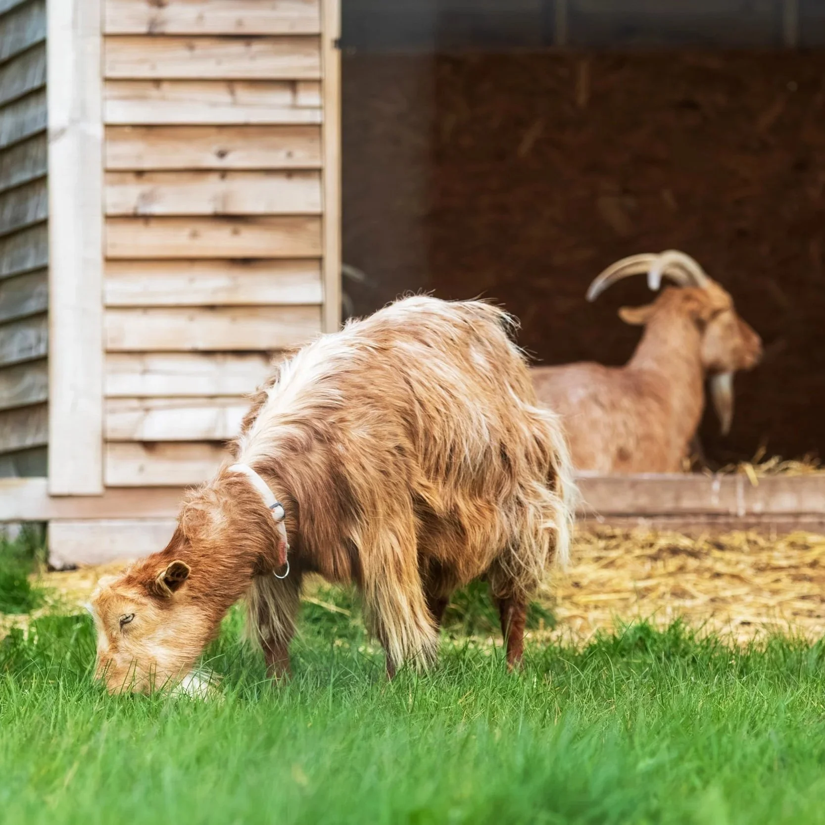 Stratford+Goats.jpg