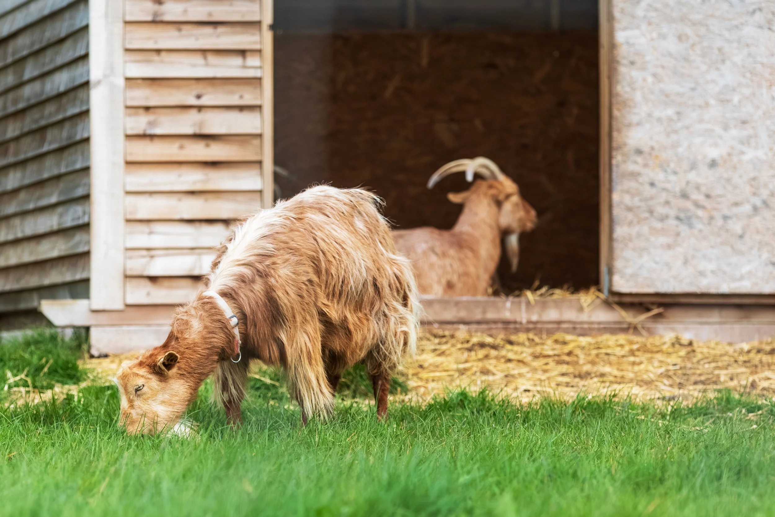 Stratford Goats.jpg