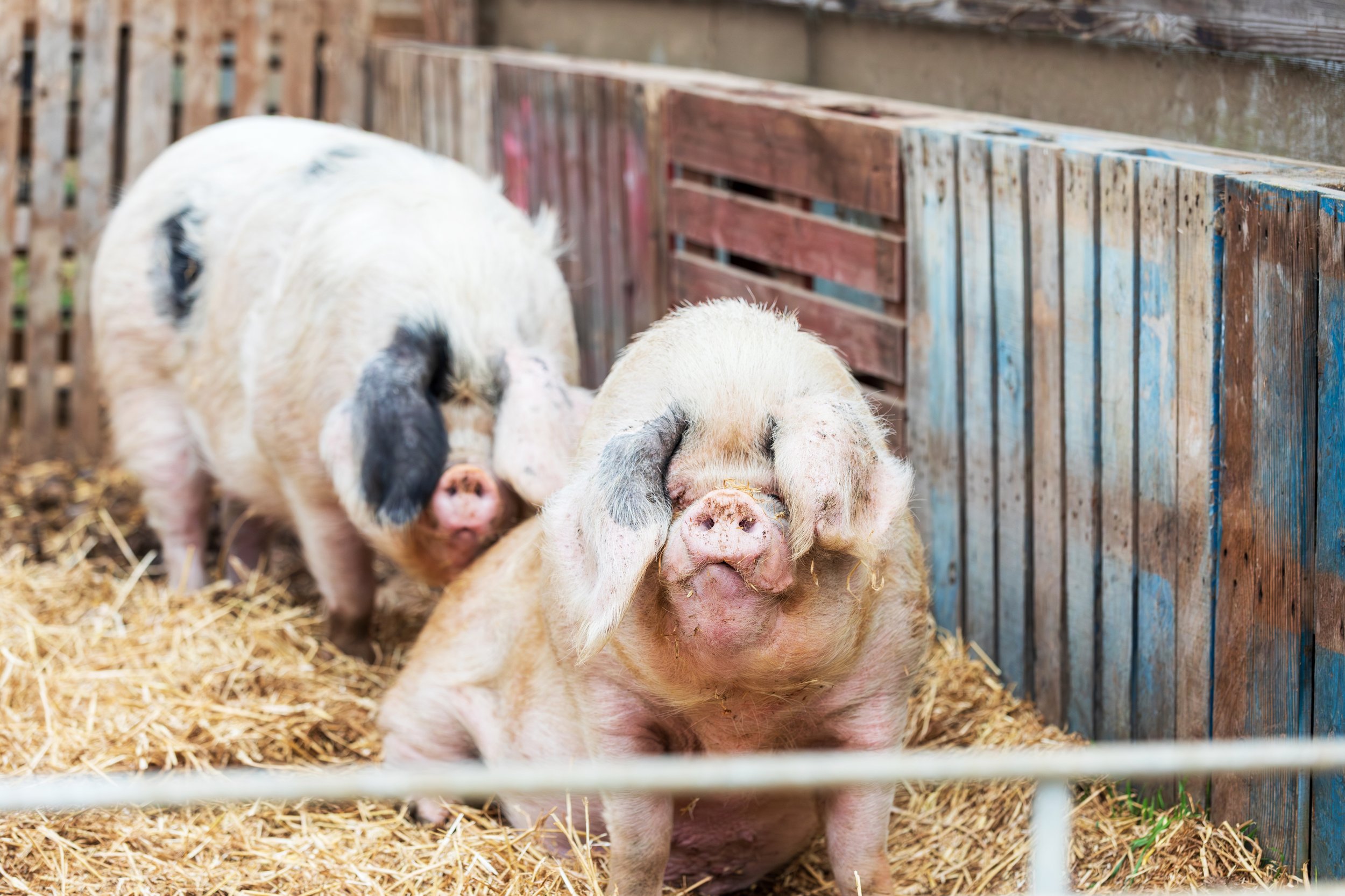 Stratford Pigs.jpg