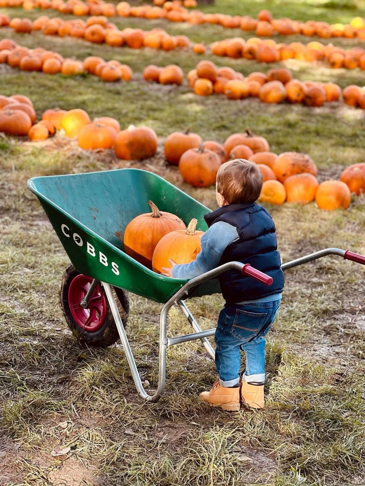 It&rsquo;s happening... In just 2 months, pumpkin picking will be returning to Cobbs Farm Shop! 🎃🍂

Our much-loved pop-up pumpkin patch is back this October, open daily from 10am&ndash;3pm with a fantastic selection of small, medium, and large pump