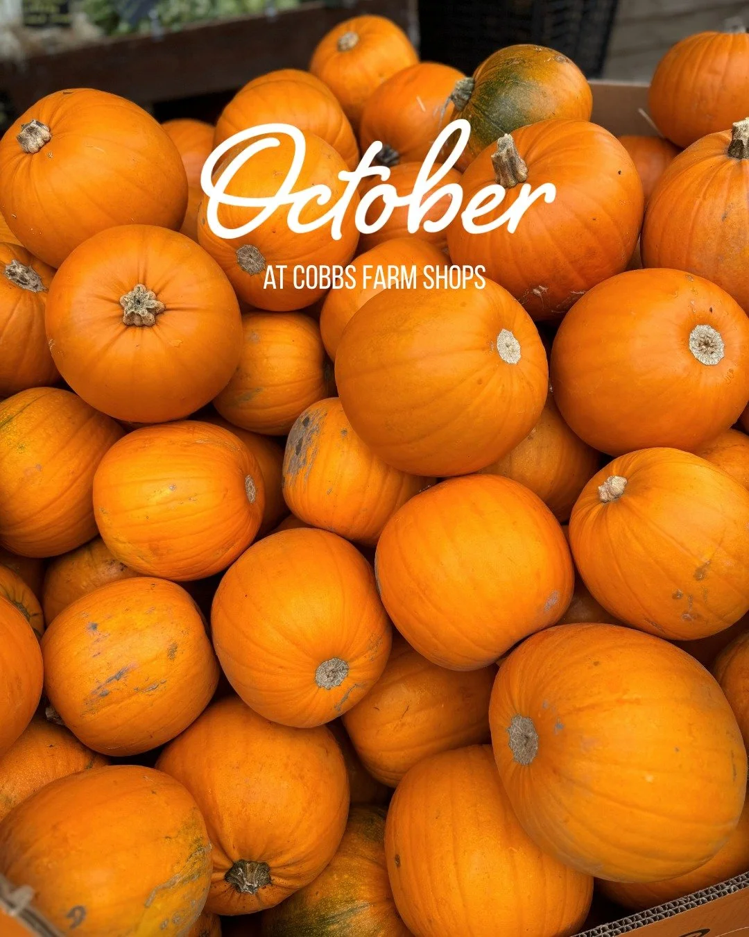 What&rsquo;s On | October🍁🎃

Englefield:
🍁Christmas Orders Go Live - VERY soon!
🎃Hayles Apple Juice Tasting Day - Friday 16th October
🍁Sausage Making Workshop - Wednesday 28th October
🎃Freja Tasting Day - Saturday 31st October
🍁Autumn Menu in 