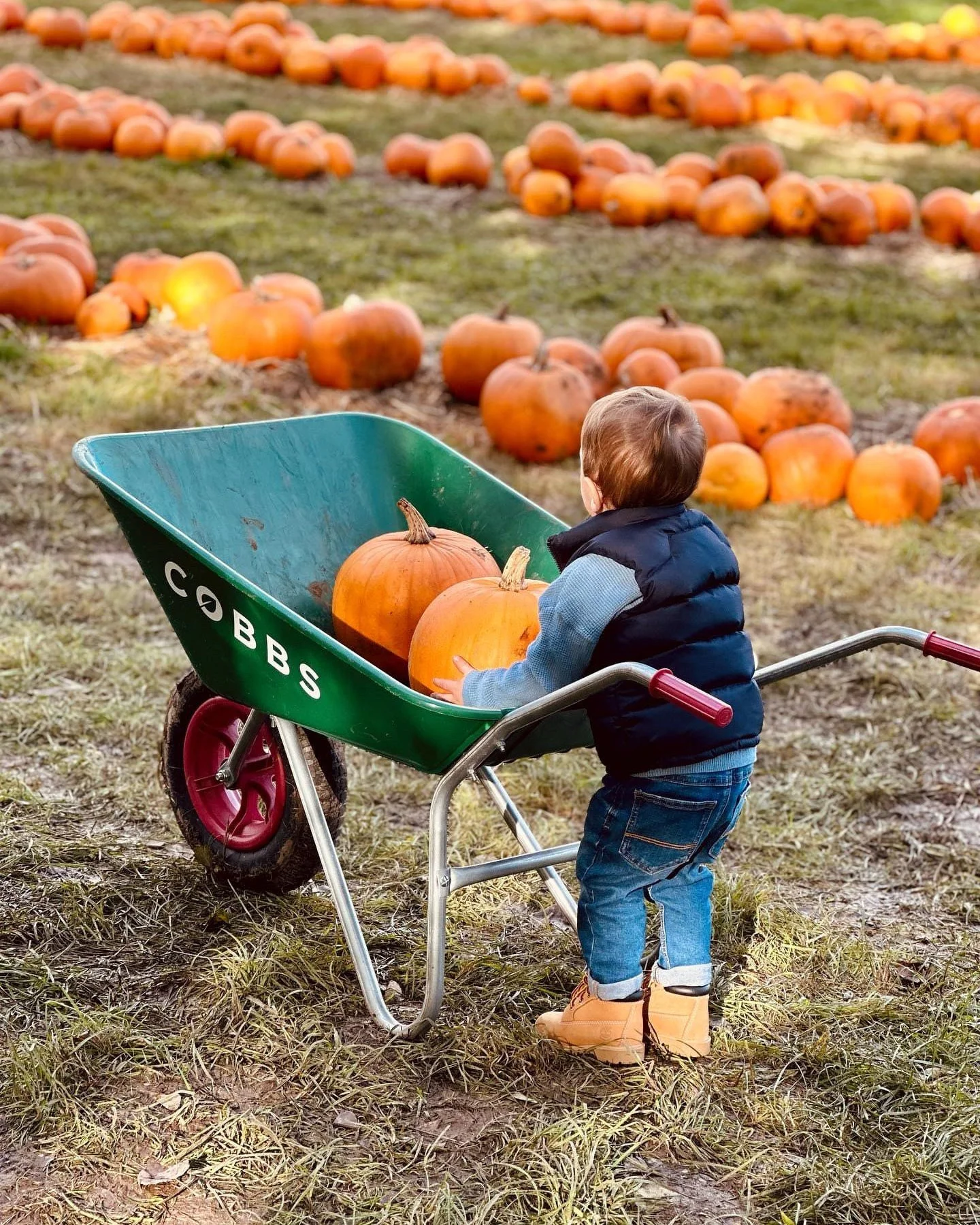 🎃🍂 Just 2 weeks to go! 🍂🎃

Our much-loved pumpkin patch is nearly back at Cobbs Farm Shops! 🧡

📍 Cobbs at Stratford and Hungerford only

🎃 Small, medium &amp; large pumpkins
🍁 No booking needed
👨&zwj;👩&zwj;👧&zwj;👦 Fun for all the family

