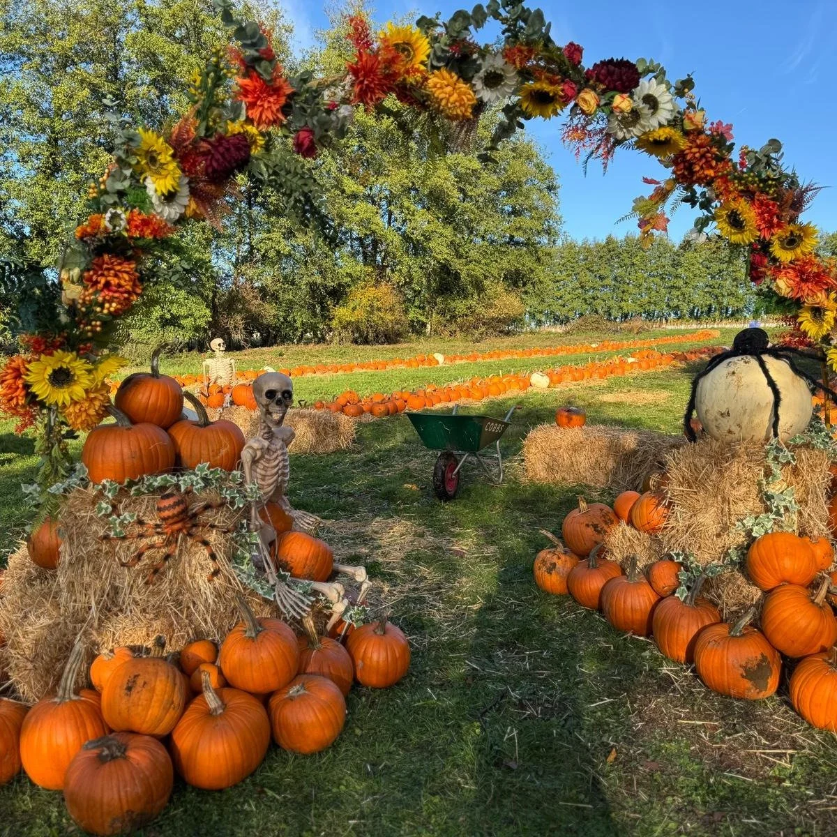 🎃🍂This is your reminder that our pumpkin patch is open!🍂🎃

Bring the family along, find your favourite pumpkin and enjoy a lovely autumn day out! 🍁

✨ No booking needed &ndash; just turn up and get picking!

📍 Cobbs at Stratford and Hungerford 