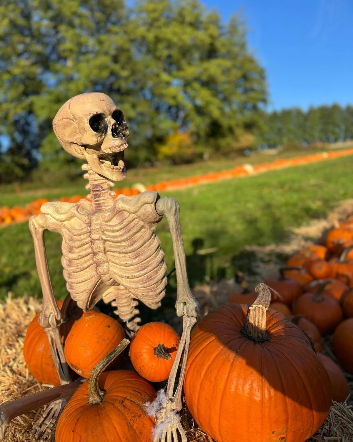 🎃⏰ Last call for pumpkin picking! ⏰🎃

Halloween is RIGHT around the corner! Have you picked up your perfect pumpkin yet?! 👻🍂

Pull on your wellies, grab your ghouls and goblins, and head down before the patch is picked clean! 🕸️💨

Don&rsquo;t f