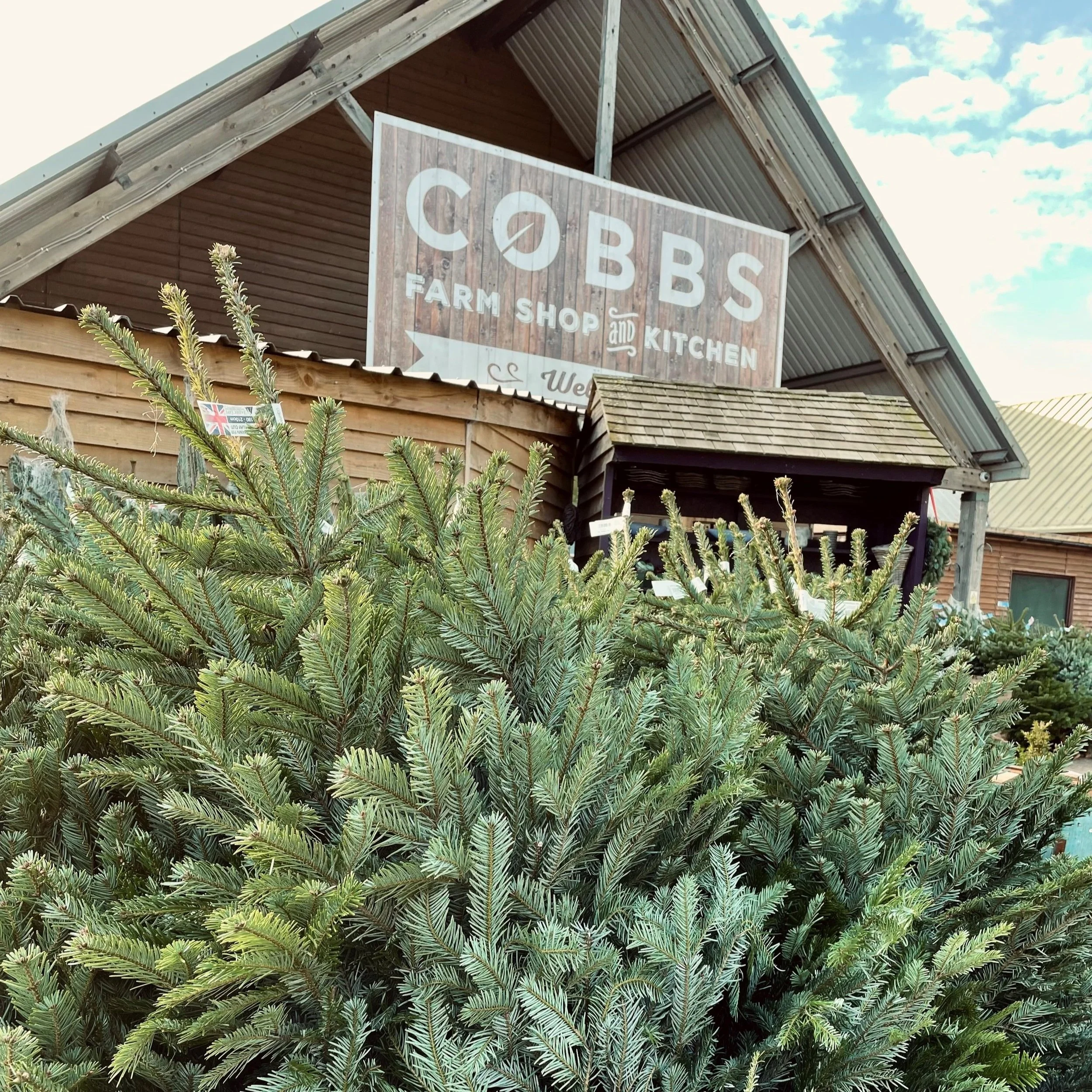 Traditional Christmas Trees available