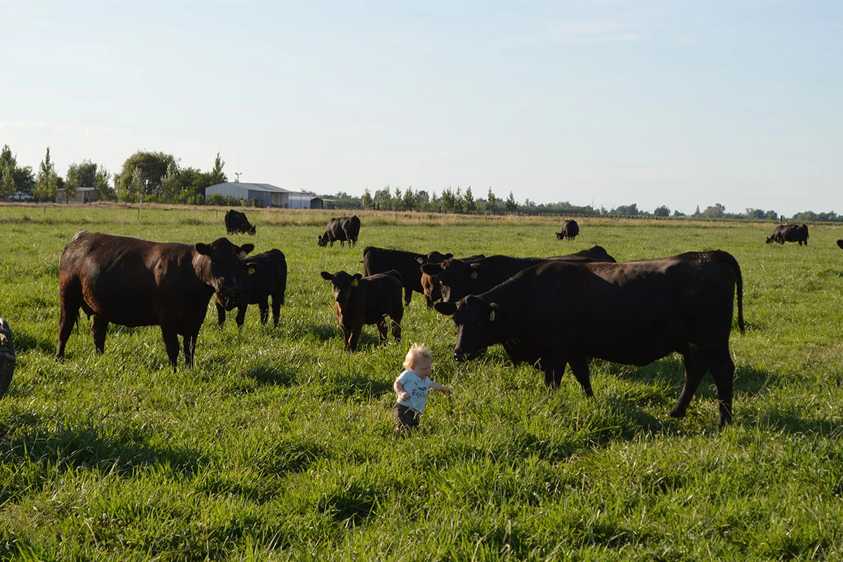 About — Tehama Angus Ranch