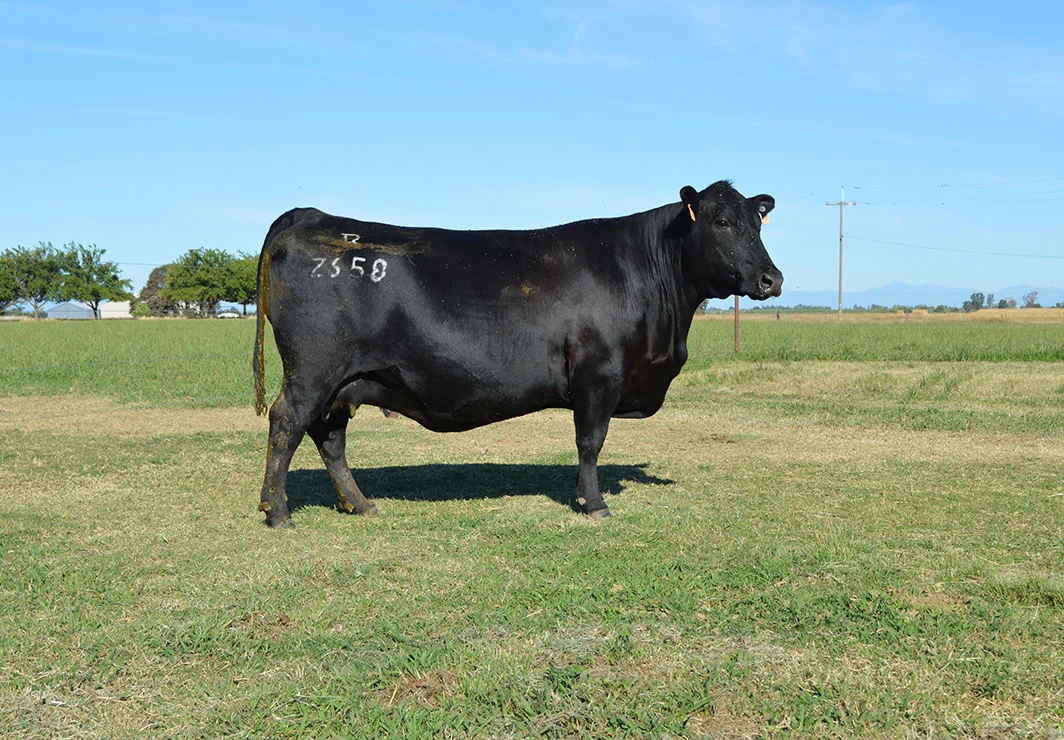 Z658-1064.jpg