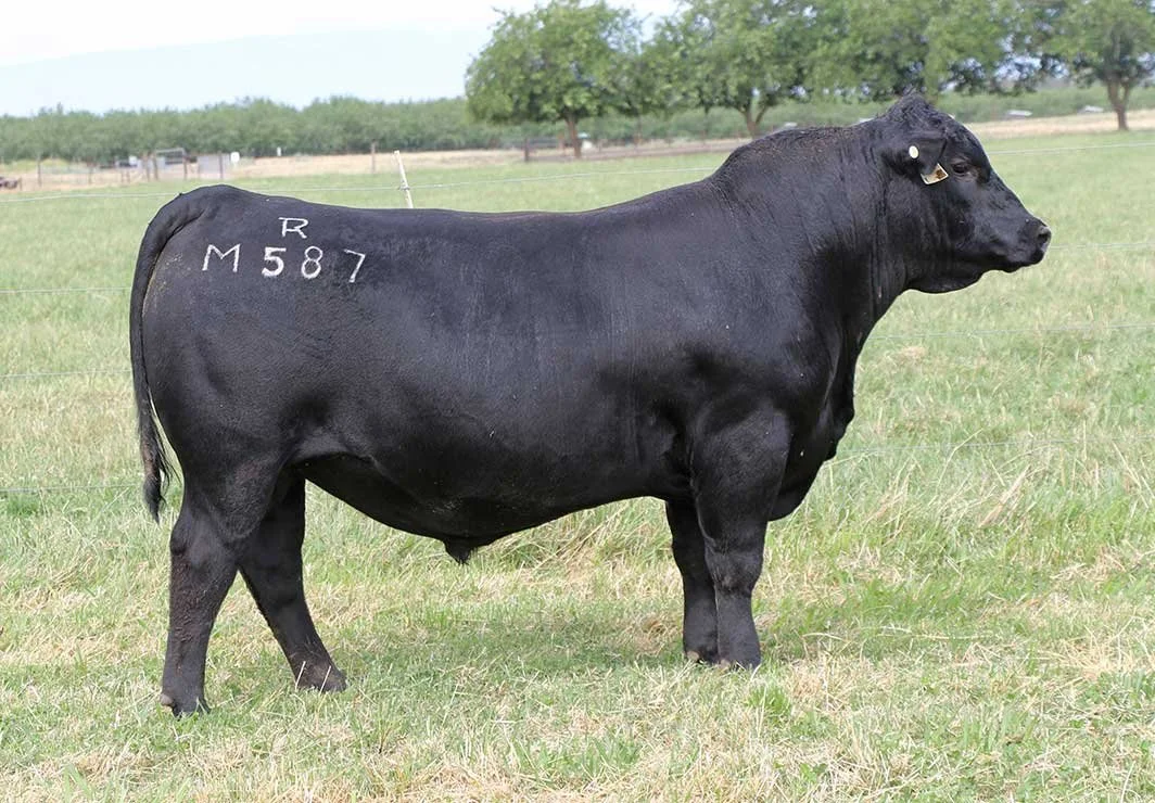 black  bull様 Herd Sires — Tehama Angus Ranch