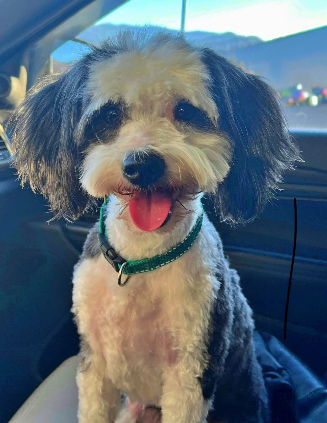 A cute dog with a black nose, fluffy fur, and big eyes, sitting inside a vehicle with its tongue out.