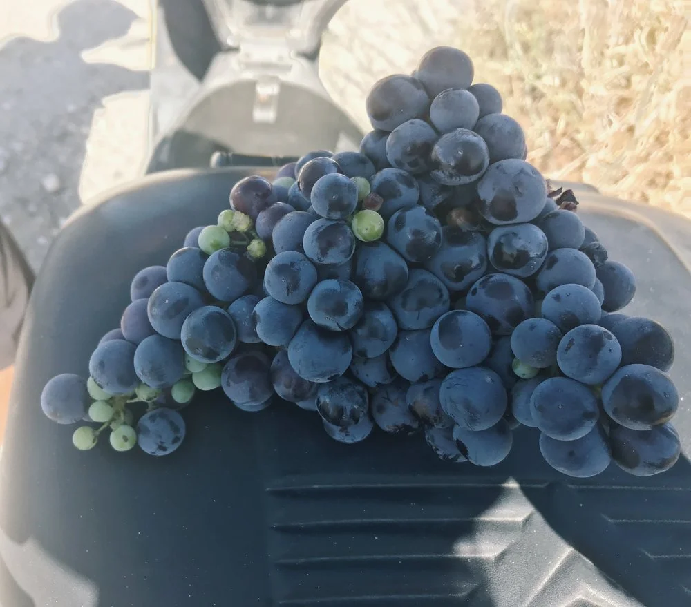 Grapes.jpg
