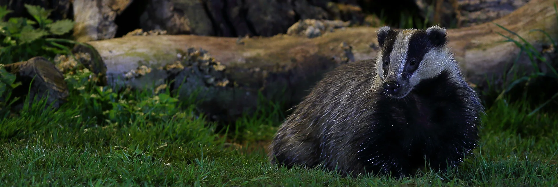 BADGER.jpg