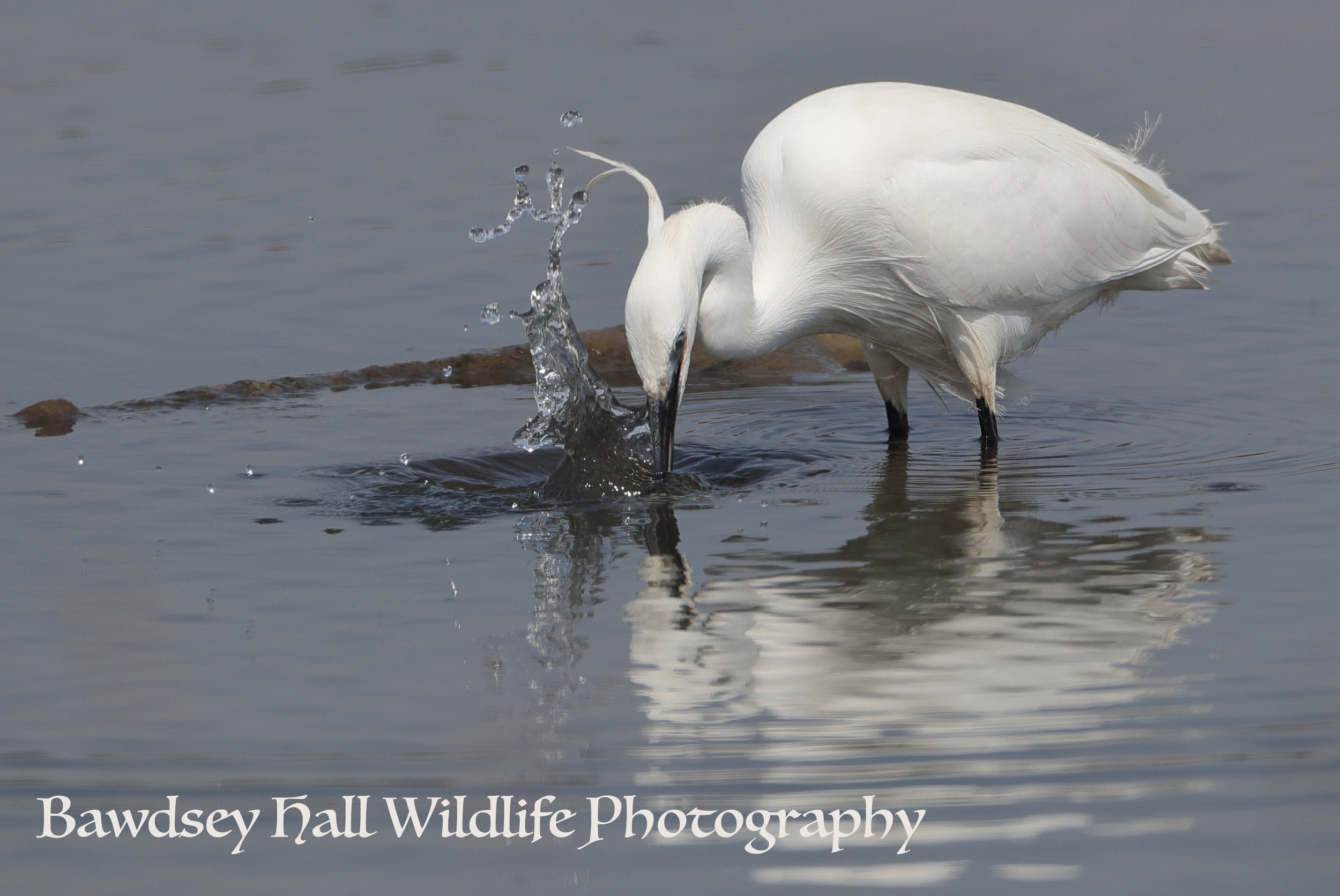 22 4 19 LITTLE EGRET 5_edited-1.jpg
