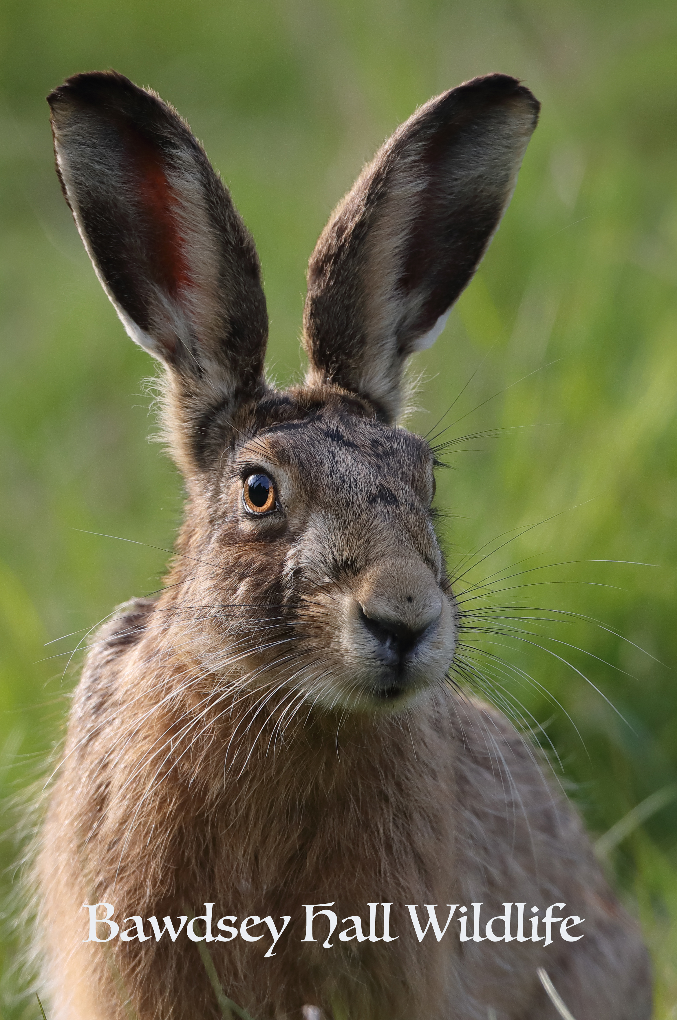 HARE 5.jpg