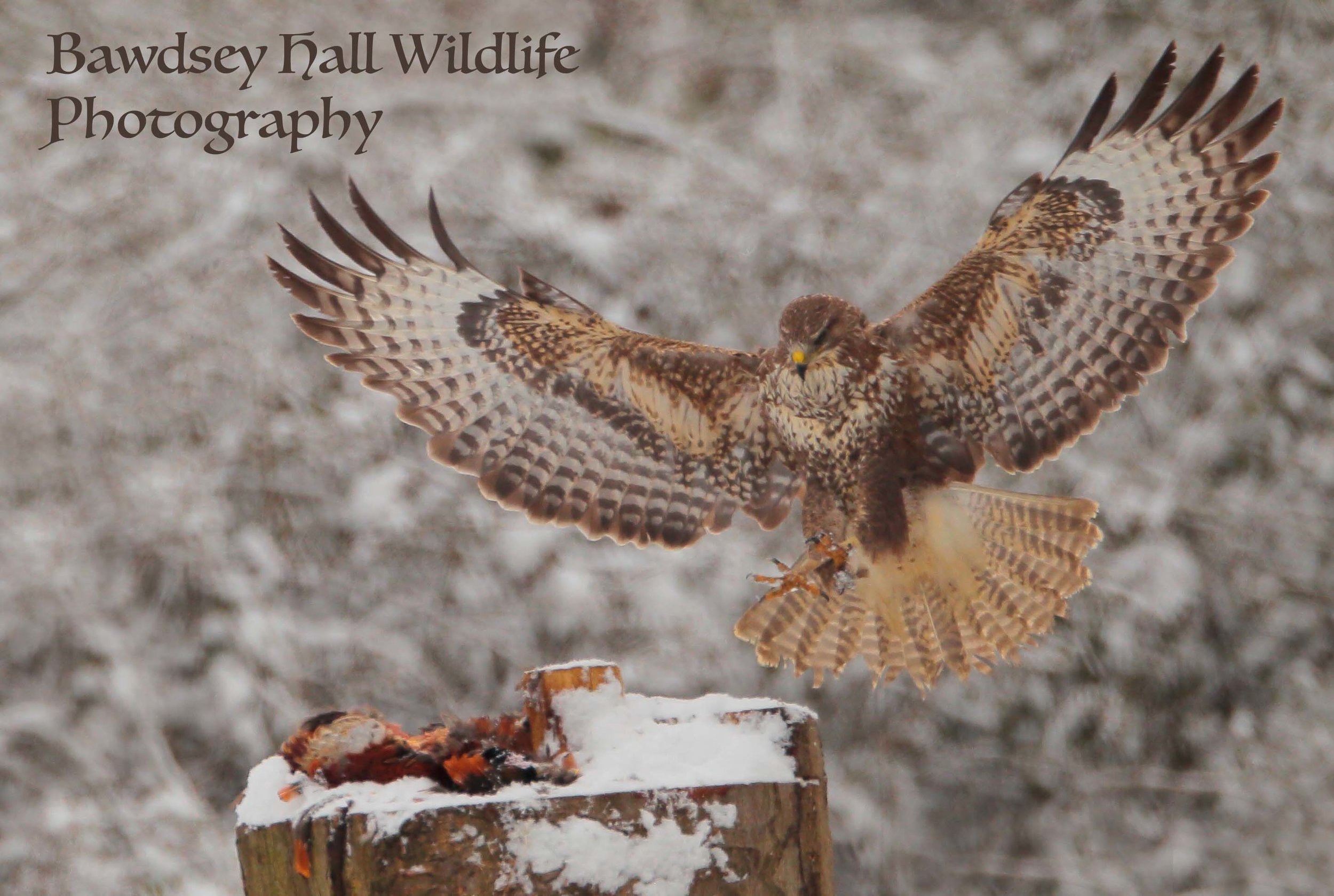 27 2 18 Buzzard 14a copy copy.jpg