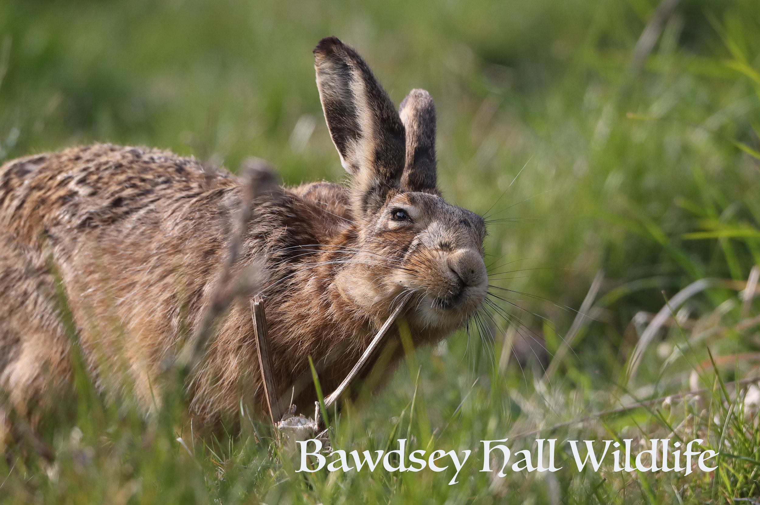 HARE 2.jpg