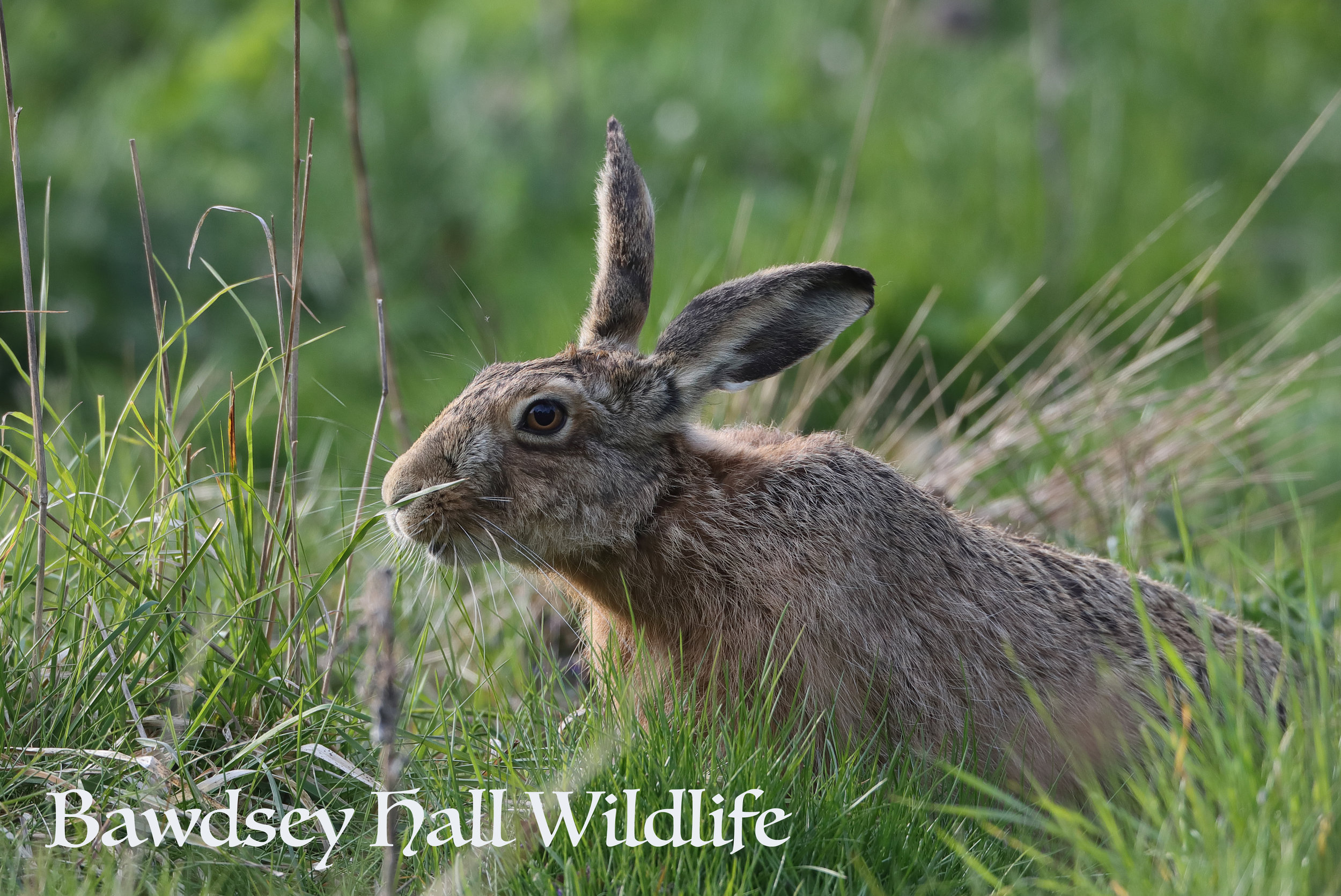 HARE 3.jpg