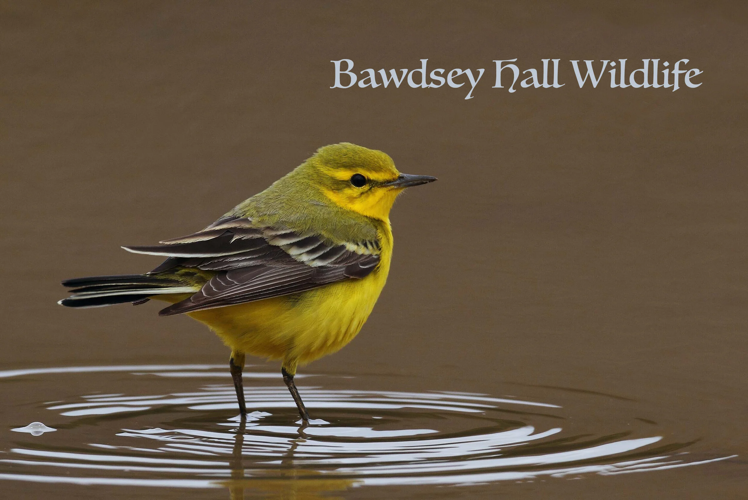 Bird Ringing at Bawdsey Hall