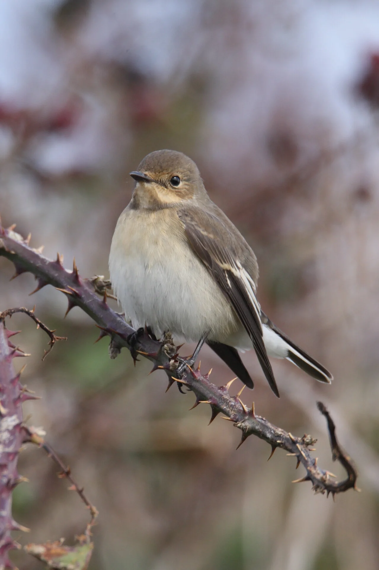 Bawdsey Hall Bird Nature Blog – August 2020