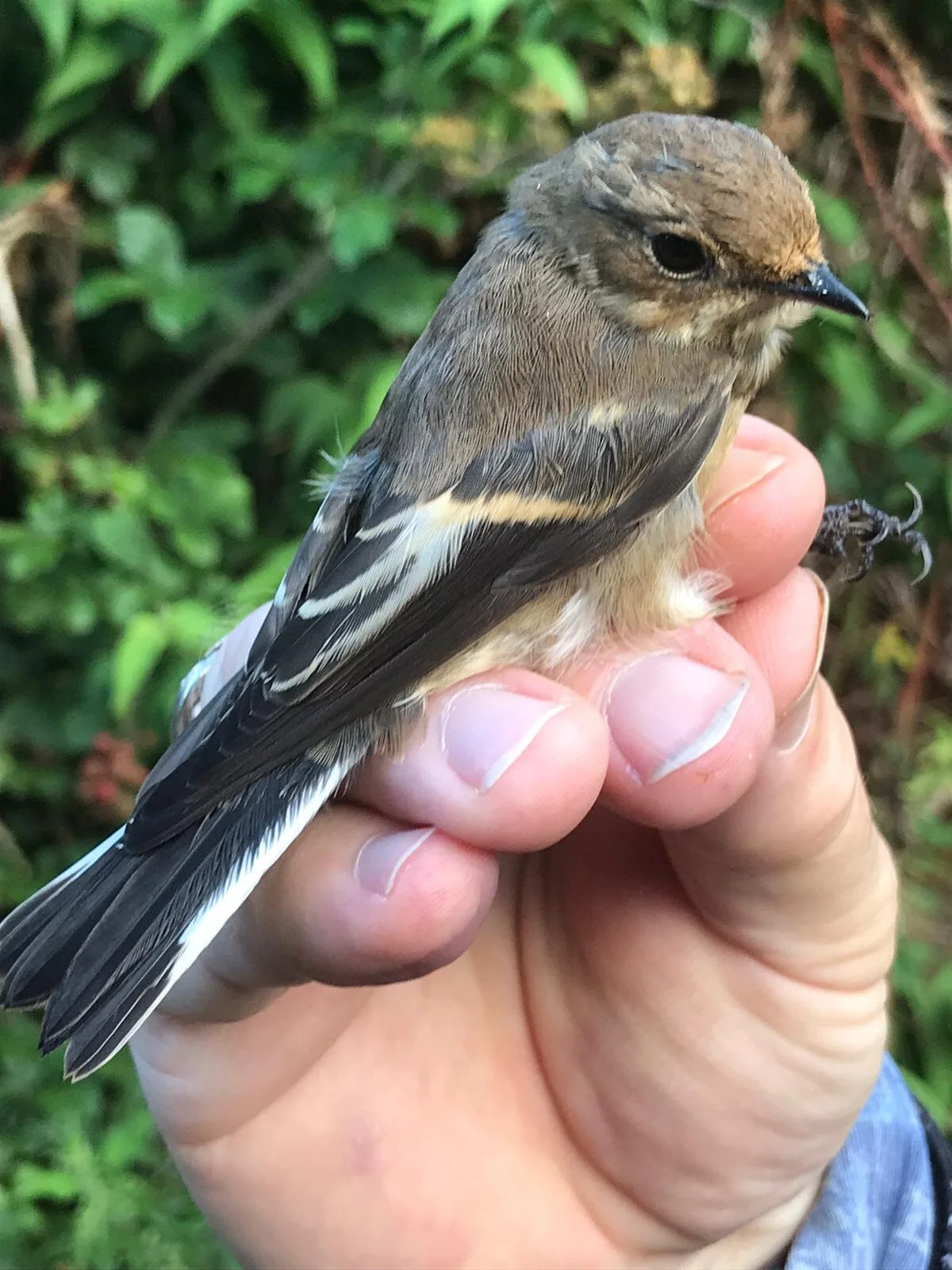 Bawdsey Hall Bird Ringing Totals Summary 18th August 2020