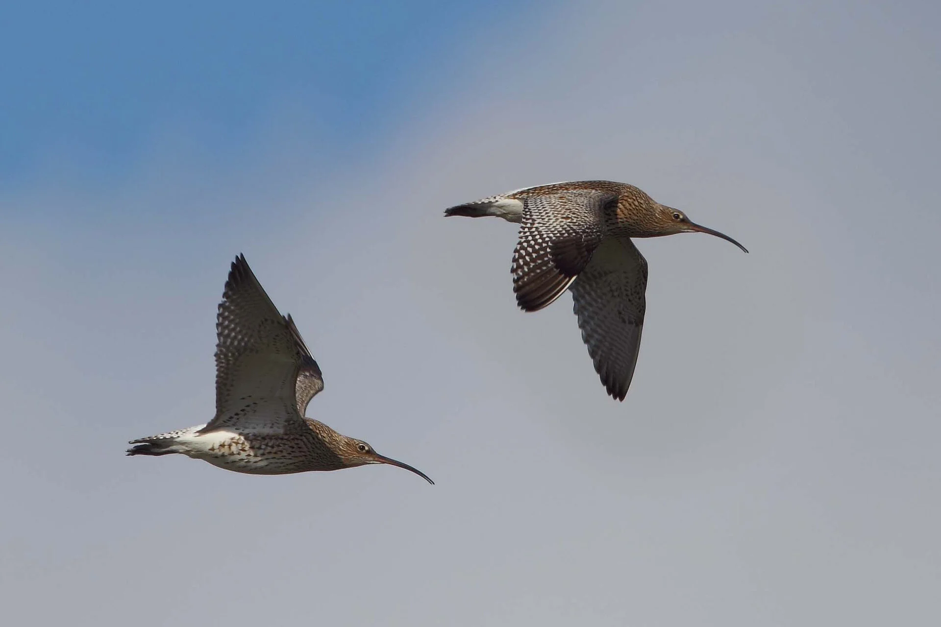 CURLEW.jpg