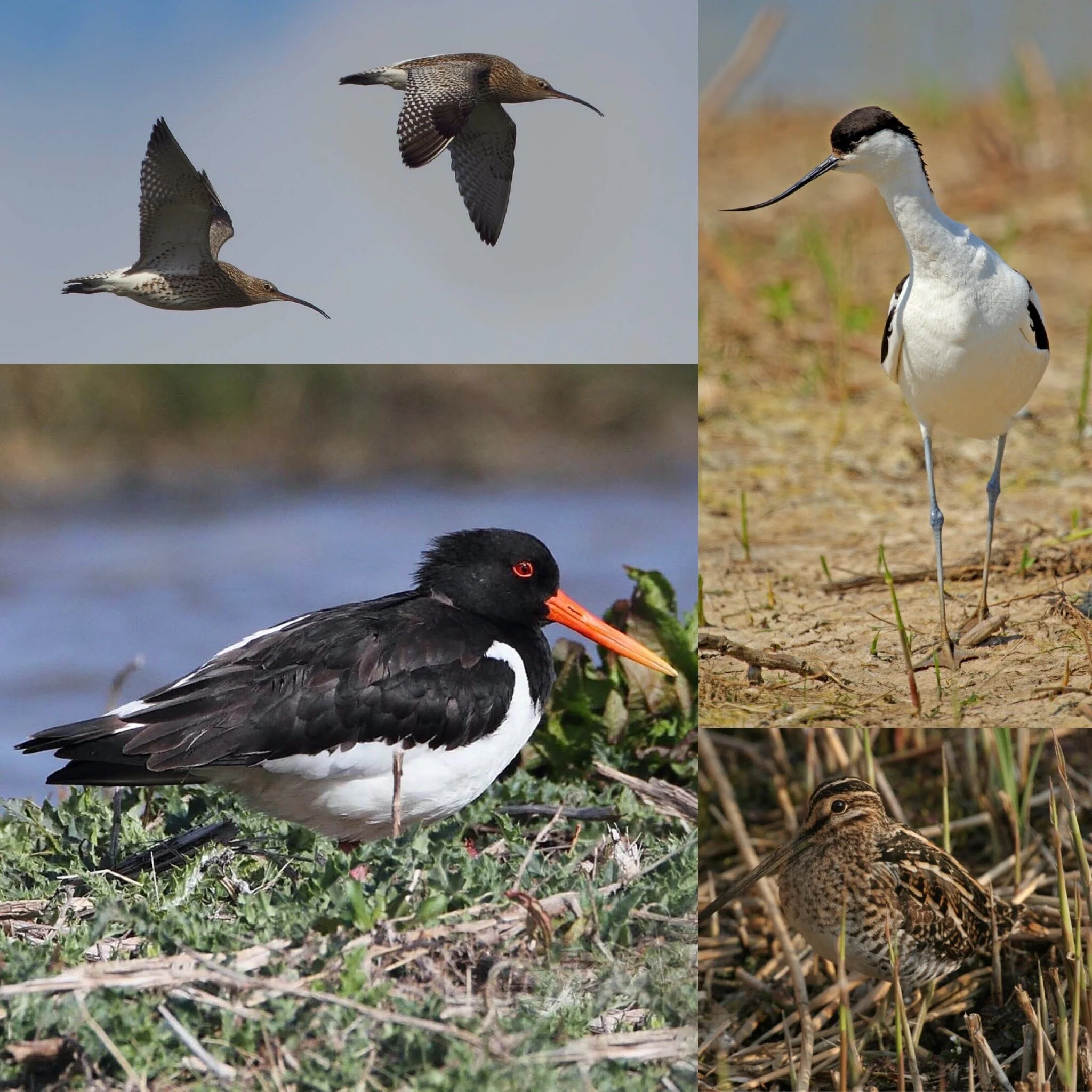 BIRD ID COURSE BLOG - Autumn Migration Sunday 30th August - Tuesday 1st September