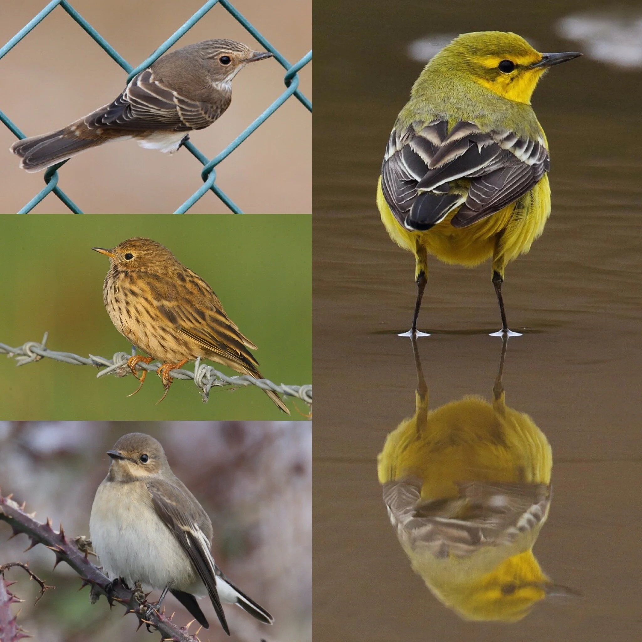 Bawdsey Hall Birding Ringing Results Sunday 30th August, Monday 31st August, Tuesday 1st September and Tuesday 8th September  2020