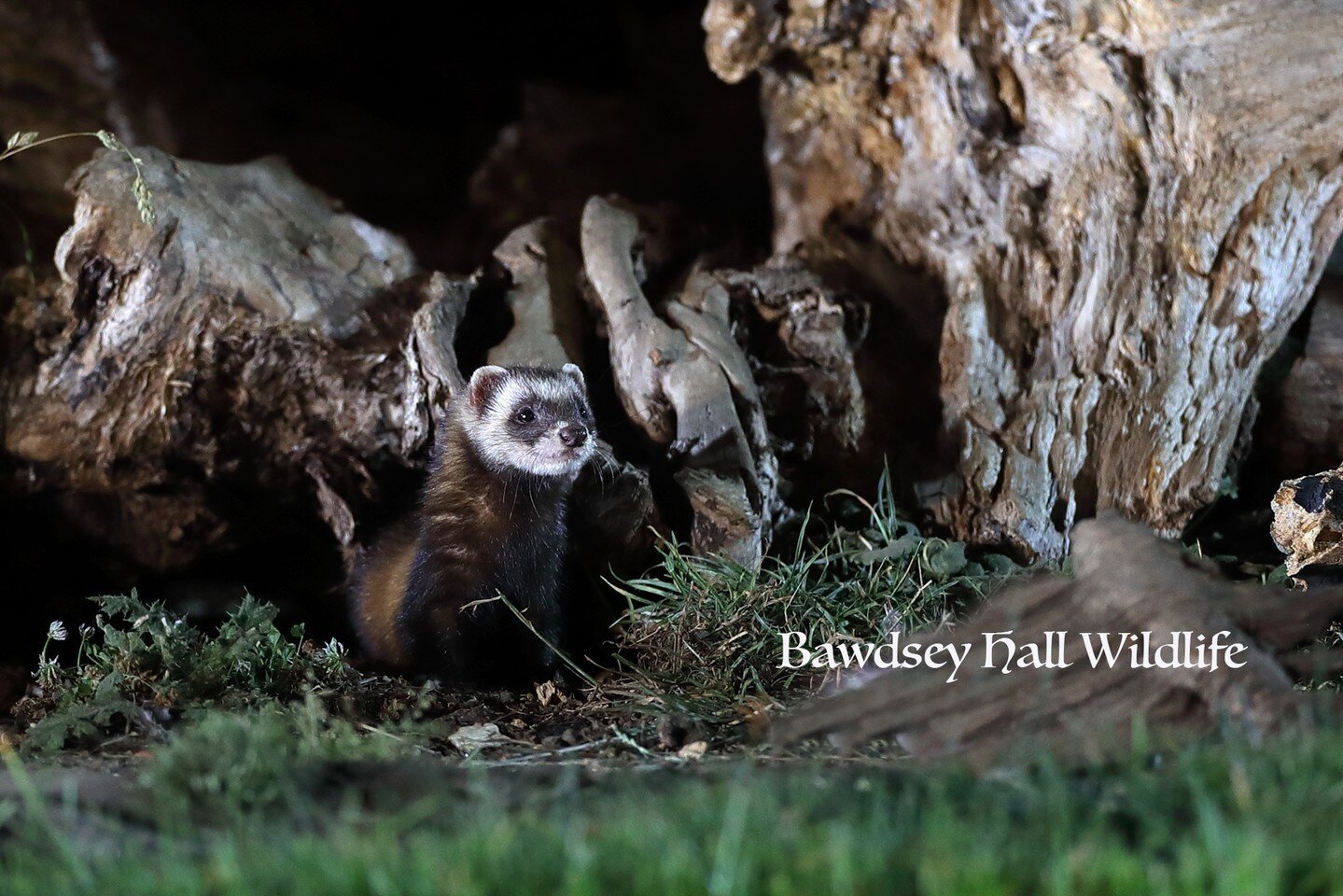Fantastic photography opportunities currently, including Polecat Kits at Bawdsey Hall Wildlife Photography Hides 

Why not make a mini break of it with accommodation also available at Bawdsey Hall

www.bawdseyhallwildlifephotographyhides.co.uk
.
.
.

