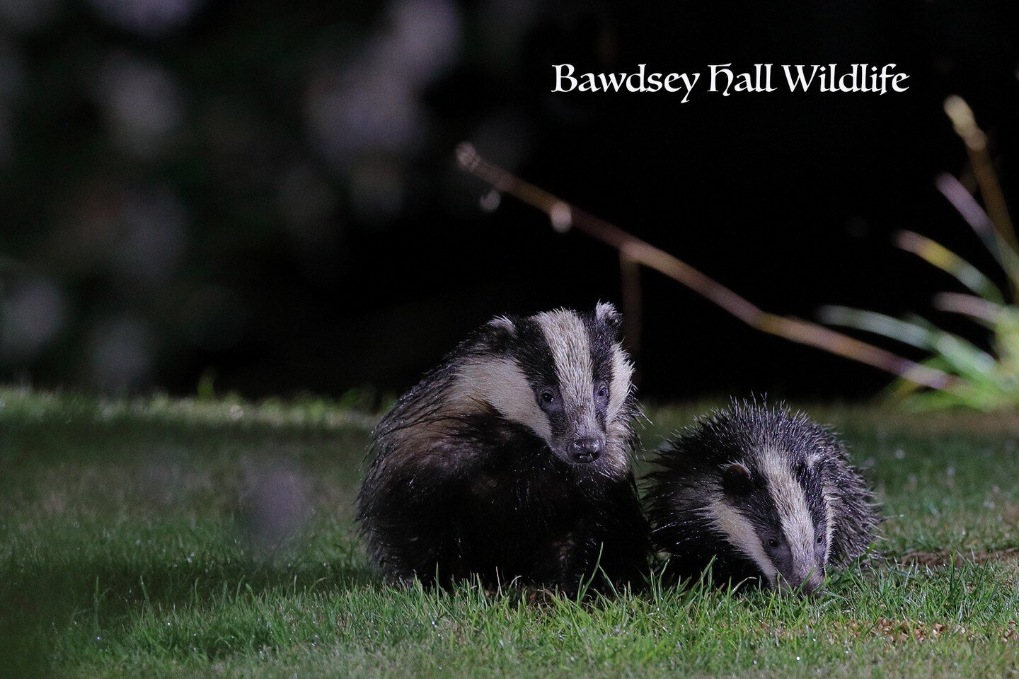 Why not give nighttime photography a go? Currently fantastic opportunities for Badgers, Owls and  Polecat including young&hellip;. cubs, owlets and kits !!

Currently #BawdseyHallWildlifePhotographyHides are offering Evening Experiences and all night