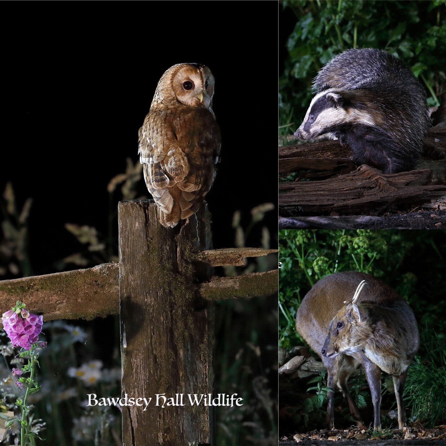 Fancy photographing the #Polecat, #Badgers, #Owls and #Herons featured on #bbcwinterwatch . @bbcspringwatch. Why not book yourself into one of our photography experiences.

https://bookwhen.com/bawdseyhallwildlifehides

Accommodation is also availabl