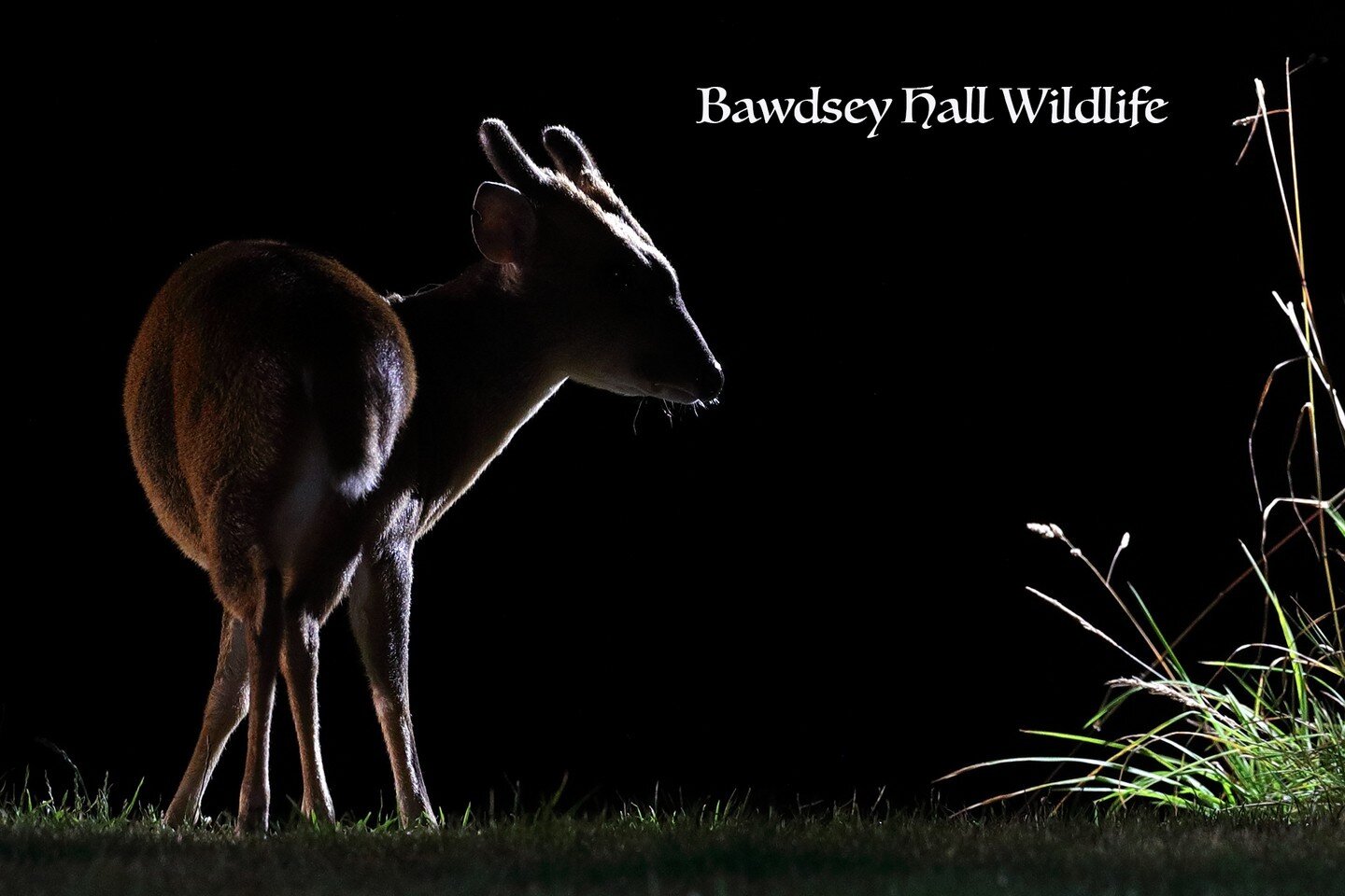 Why not give nighttime photography a go? Currently fantastic opportunities for Badgers, Owls, Muntjac and  Polecat including young&hellip;. cubs, owlets and kits !!

Currently #BawdseyHallWildlifePhotographyHides are offering Evening Experiences and 