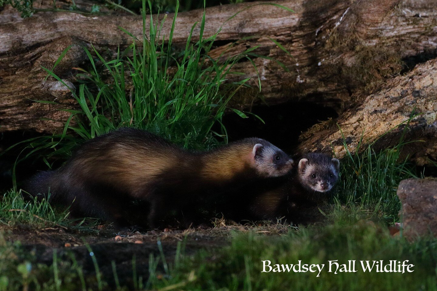 You can now photograph #Polecat kits Bawdsey Hall Wildlife Photography Hides along with #badgers , #owls , #muntjac and #heron.

www.bawdseyhallwildlifephotographyhides.co.uk 

.
.
.
.

#bawdseyhallwildlifephotographyhides
#bawdseyhallwildlifehides #