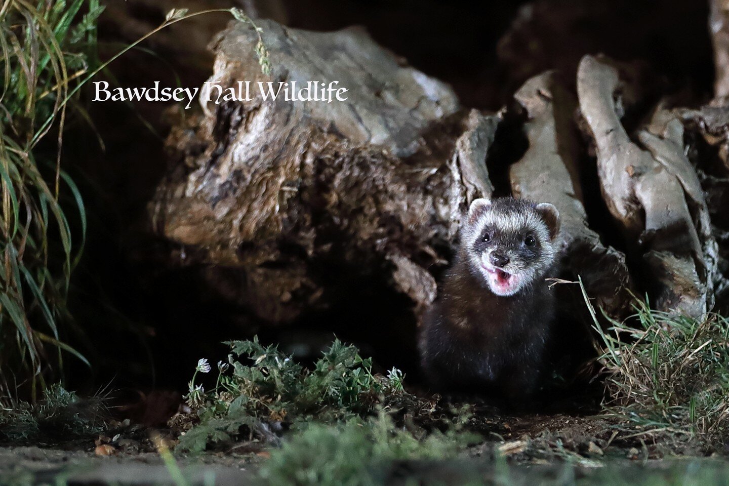 Happy Sunday everyone. The Polecat and kits are hanging a great time at Bawdsey Hall currently. Book your photography experience today at www.bawdseyhallwildlifephotographyhides.com 
.
.
.
.

#bawdseyhallwildlifephotographyhides #bawdsey #suffolk #br