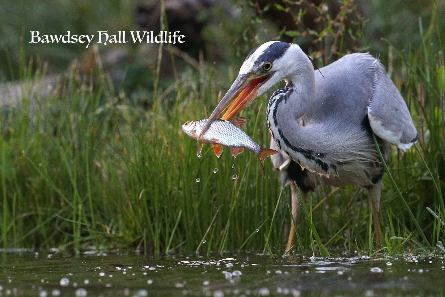 Look at the size of that #fish!!!!

We have a cheeky #heron that visits and has a bite to eat at the reflection pond too, alongside our #badgers, #owls, #polecats and #muntjac! 

https://bookwhen.com/bawdseyhallwildlifehides

Accommodation is also av