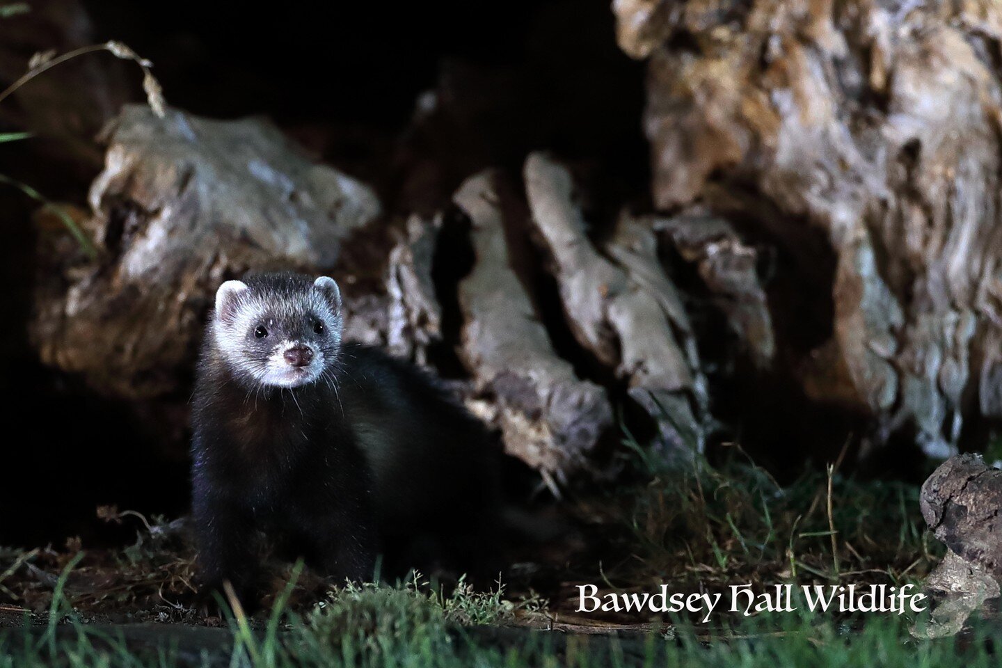 Fantastic opportunities currently&hellip;all animals are visiting with their young!!!!!! We have been having multiple visits during some photography sessions. 

Fancy photographing the #Polecat, #Badgers, #Owls and #Herons featured on #bbcwinterwatch