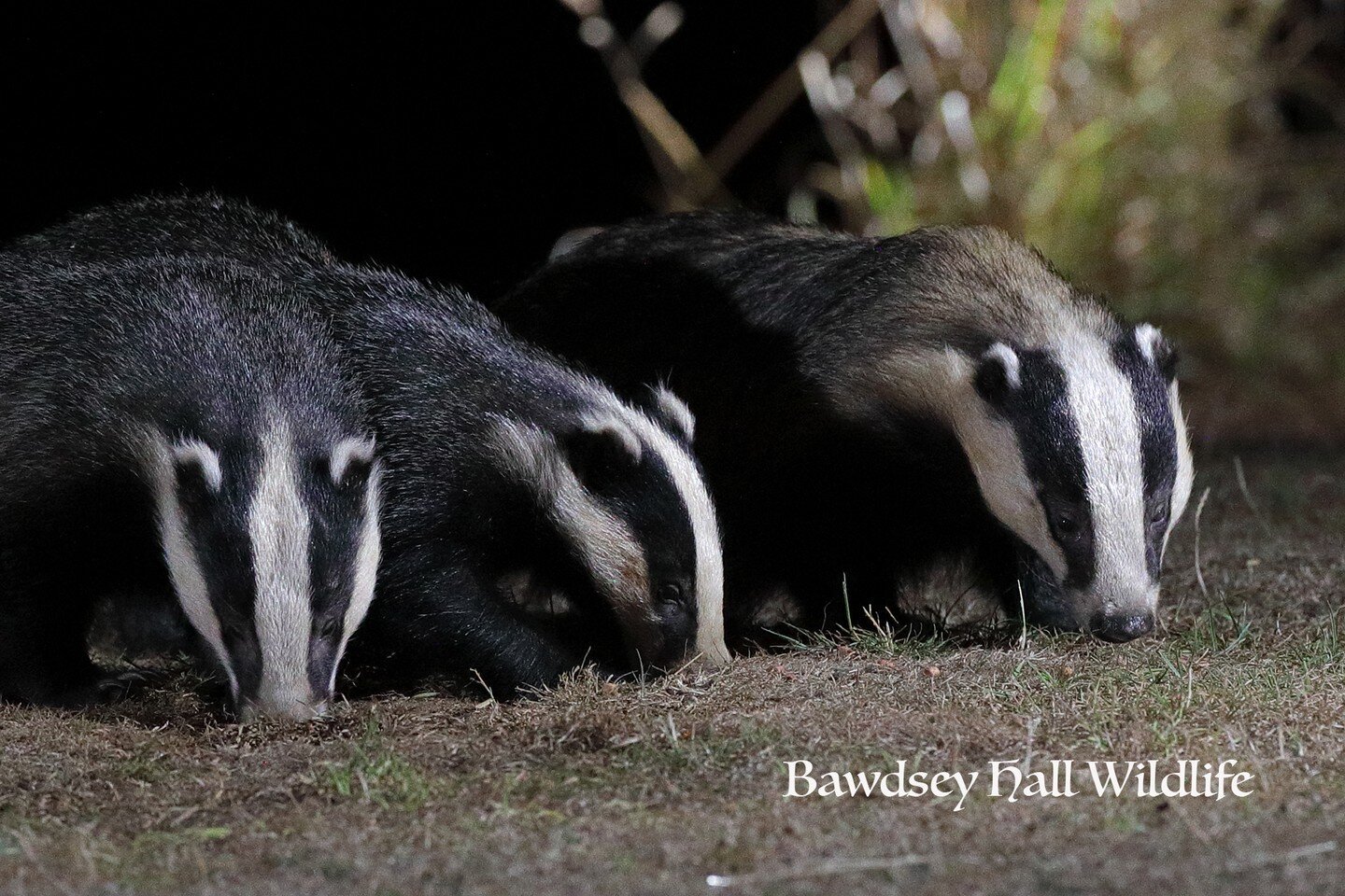 Not one, not two, but three badgers&hellip; currently we have the mother and her cubs visiting us very regularly. 

Spaces still available 
This week - x2 Tuesday 23rd August
Next week - x1 Friday 2nd September 

https://bookwhen.com/bawdseyhallwildl