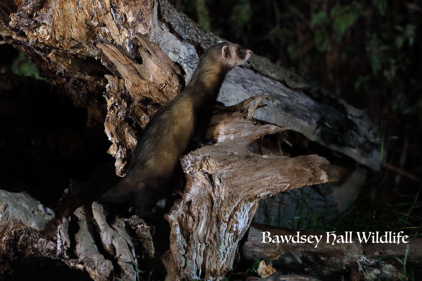 Fantastic photography with the Polecat and Badgers currently, who are visiting multiple times with their young!!!!

Spaces available over next week :
Monday 5th Sep 
Wed 7th Sep 
Sat 10th Sep 

More dates free after&hellip;.

https://bookwhen.com/baw