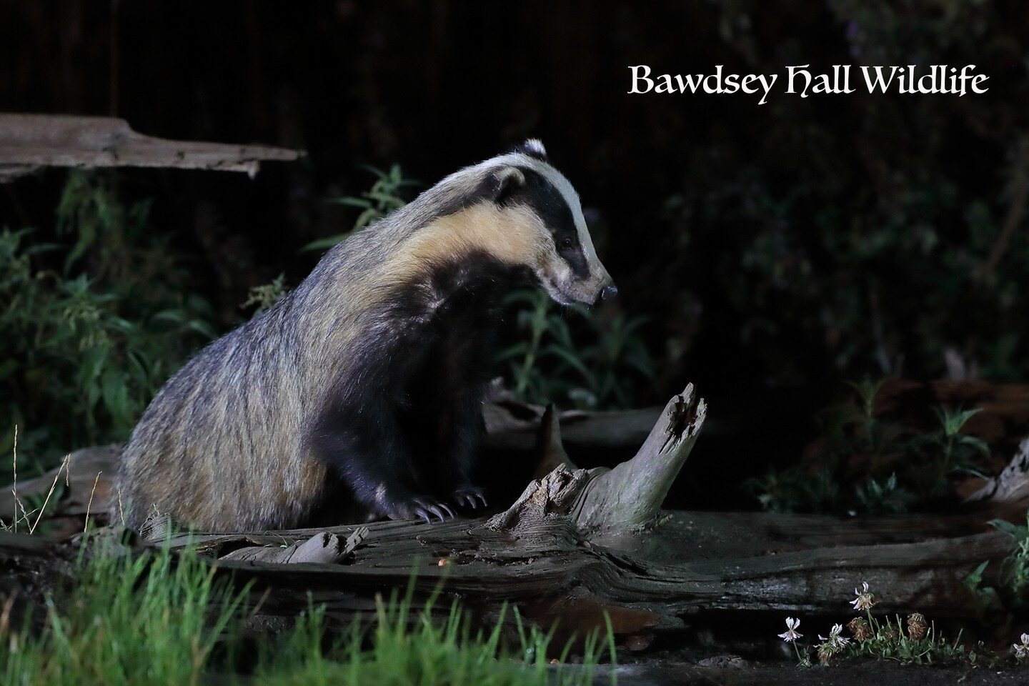 Fantastic nighttime photography currently, with regular and multiple visit&hellip;badgers, polecats , owls and muntjac.

Fancy photographing the #Polecat, #Badgers, #Owls and #Herons featured on #bbcwinterwatch @bbcspringwatch. Why not book yourself 
