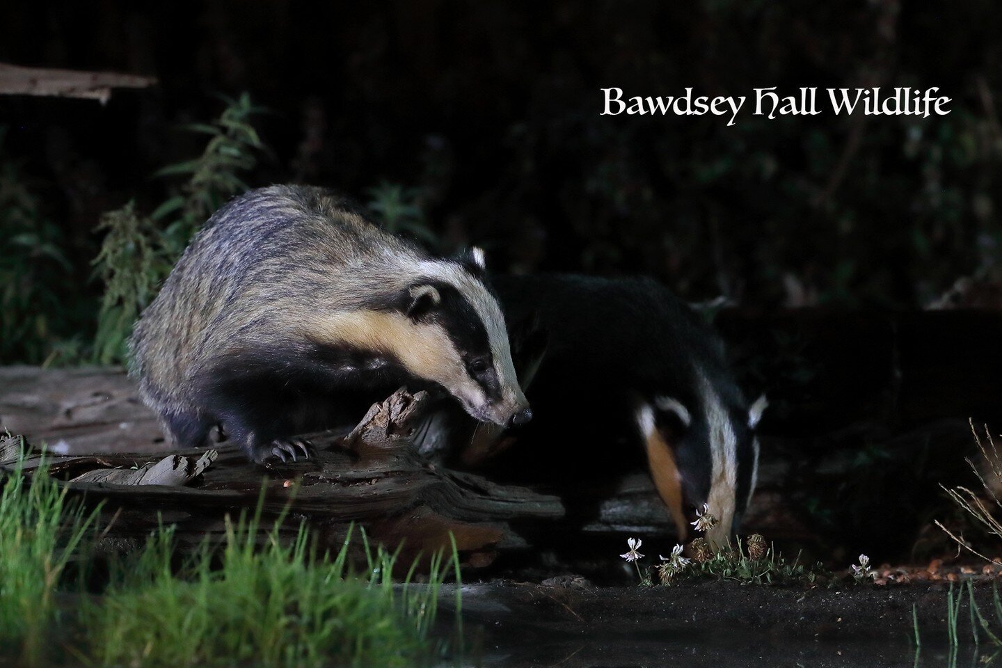 What could be better badgers and polecats!!!

If you want great photography opportunities with badgers book now&hellip;.the badgers have been visiting multiple times with cubs. Polecat and kits visiting too multiple times!!!!

Spaces still available 