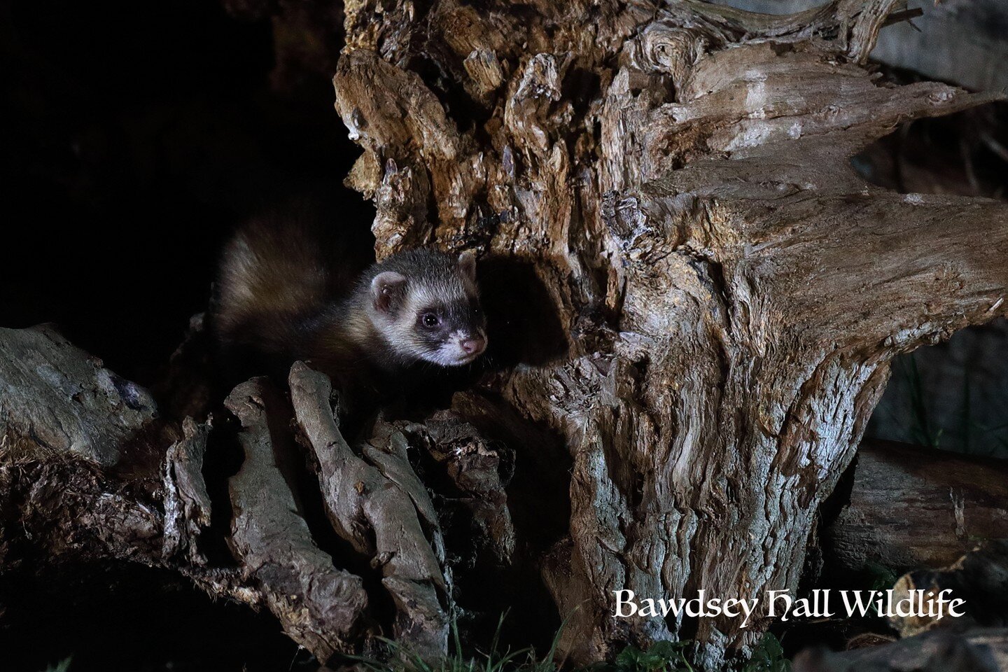 Don&rsquo;t miss your chance to photograph the rare Polecat and kits Bawdsey Hall Wildlife Photography Hides ! Multiple visiting currently alongside badgers and cubs too!!!!

Spaces available this week:
Monday 5th Sep 
Wed 7th Sep 
Sat 10th Sep

Next