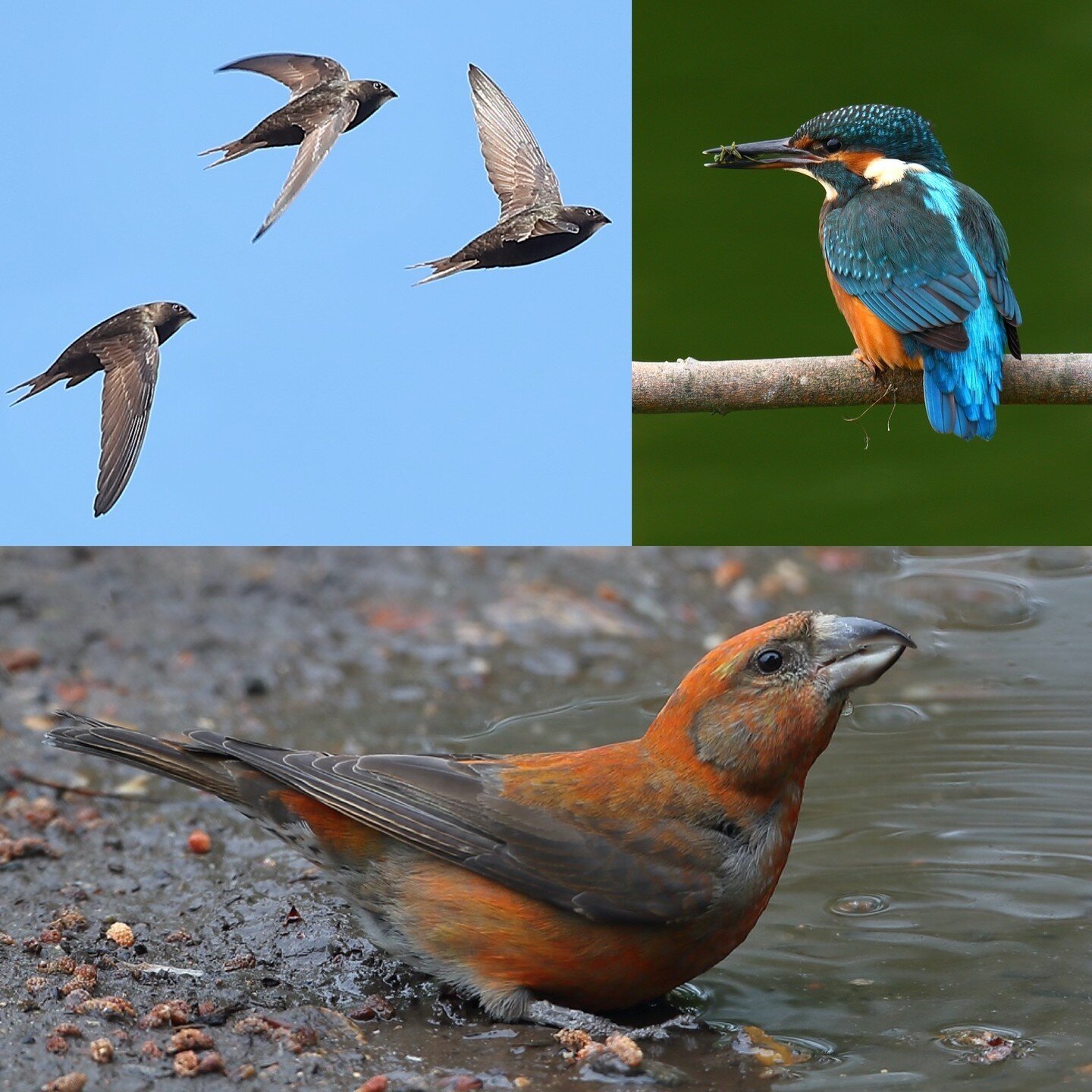 Book your space on the Beginners Bird ID Course 2023 at Bawdsey Hall 
Friday 5th May- Sunday 7th May 2023

https://bookwhen.com/bawdseyhallcourses

#wildlife #nature  #birds  #naturelovers #animal #wild #photooftheday #birdsofinstagram #birdphotograp