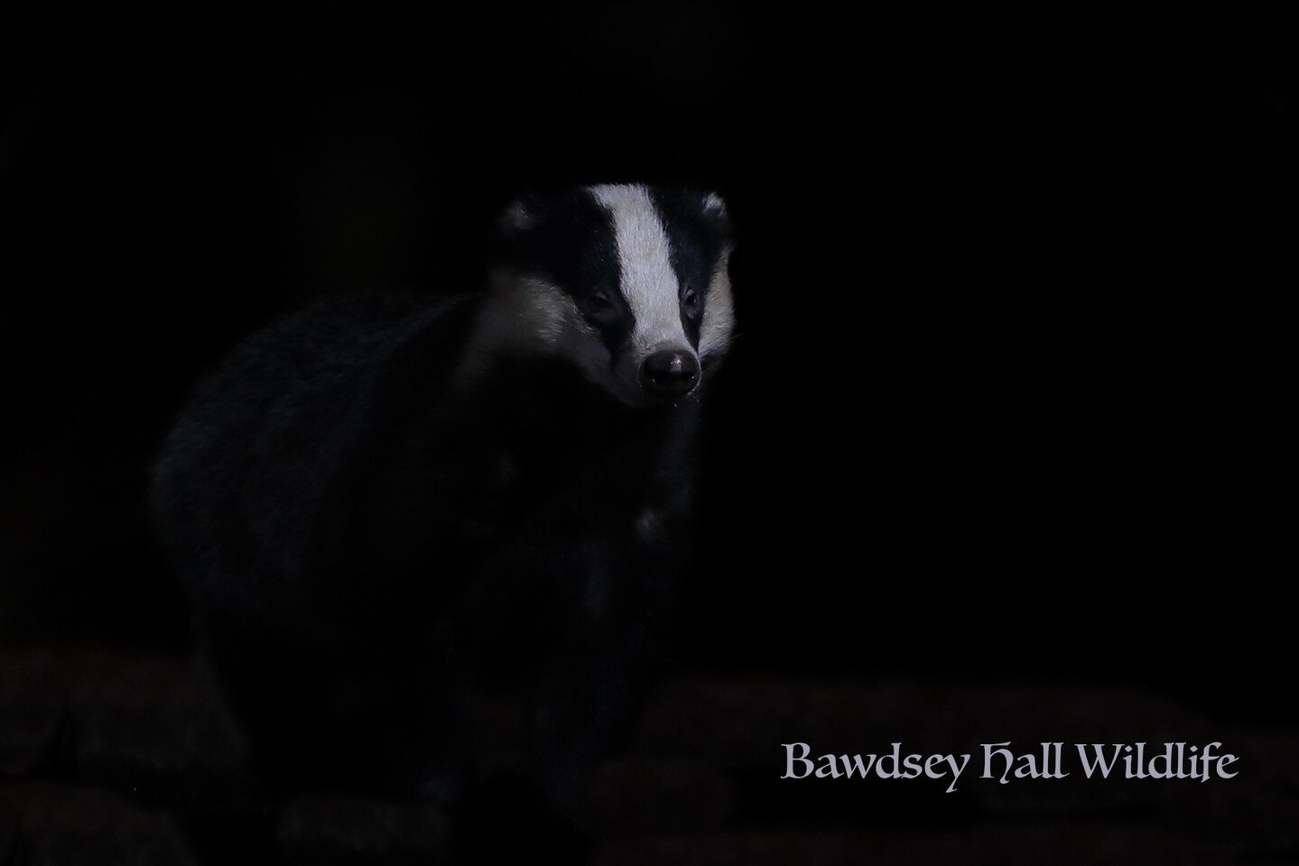 Do not miss the fantastic opportunities for multiple badgers and polecats with their young!!!!

Fancy photographing the #Polecat, #Badgers, #Owls and #Herons featured on #bbcwinterwatch @bbcspringwatch. Why not book yourself into one of our photograp