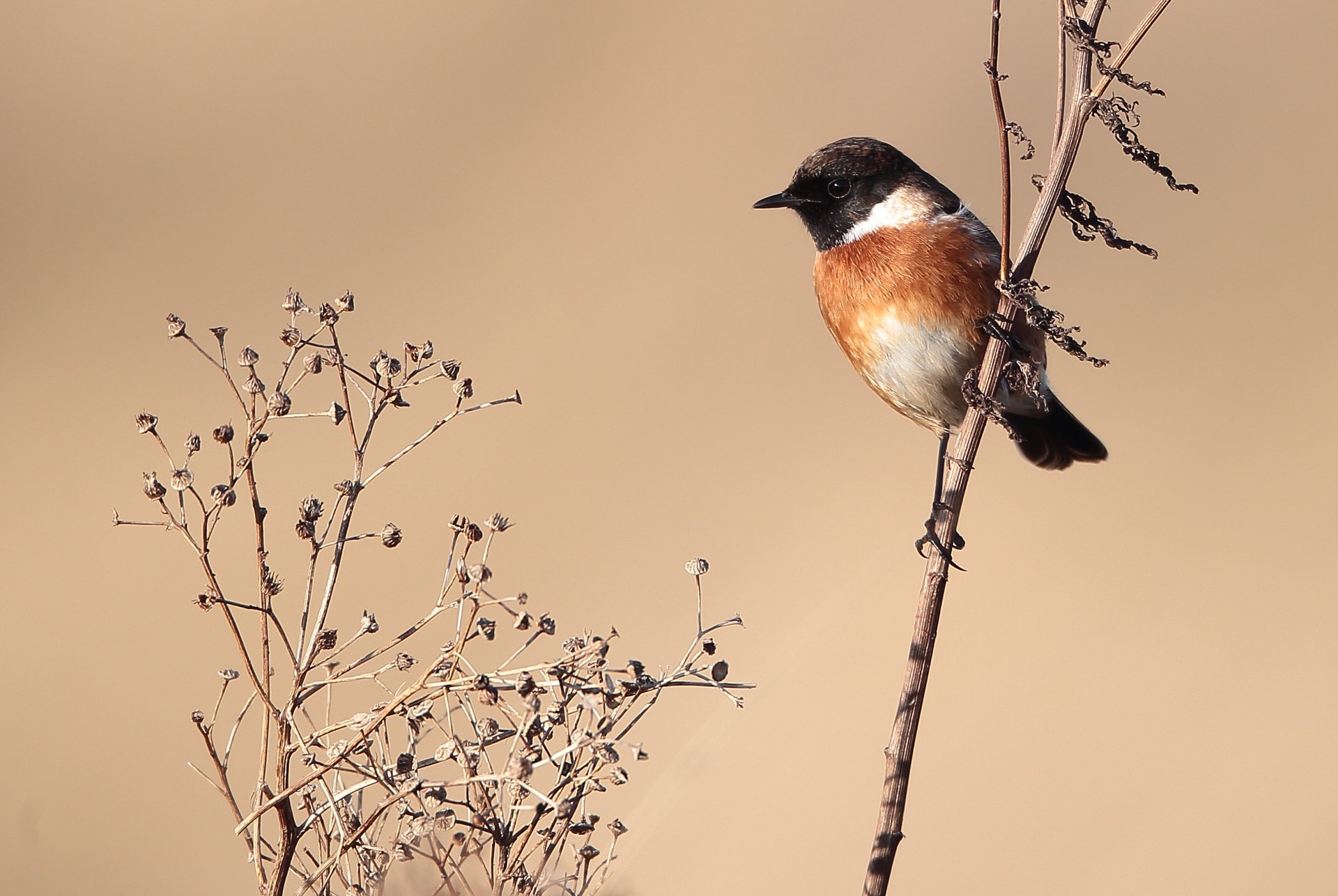 STONECHAT.jpg