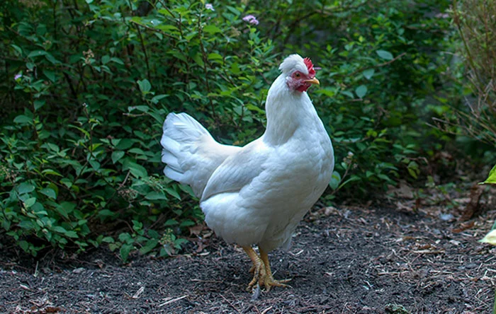 Pinti